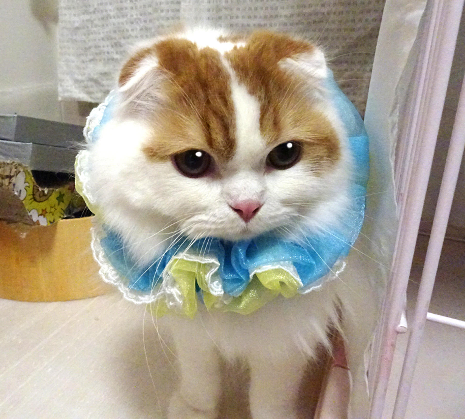 pet-image-4