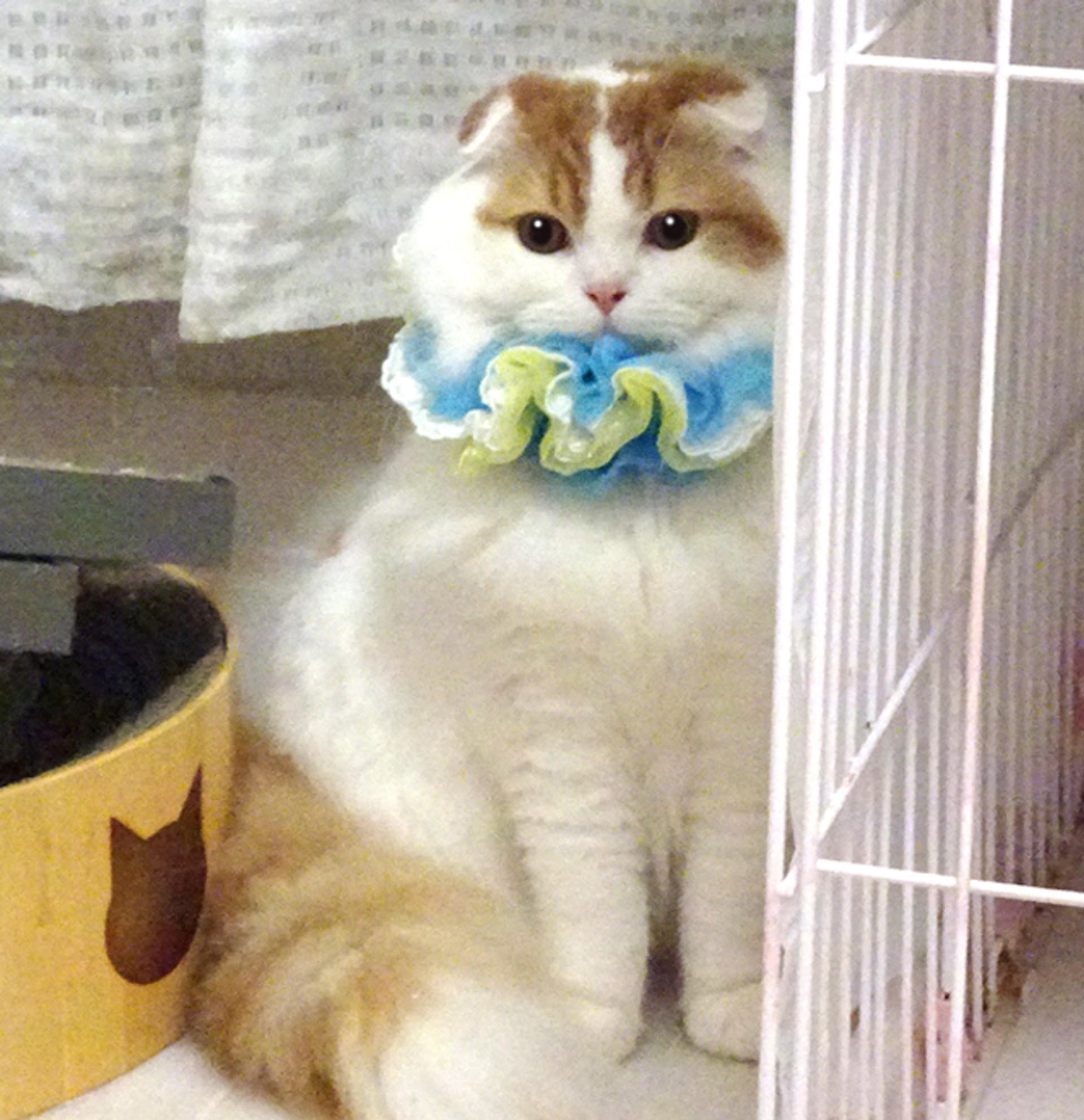 pet-image-5