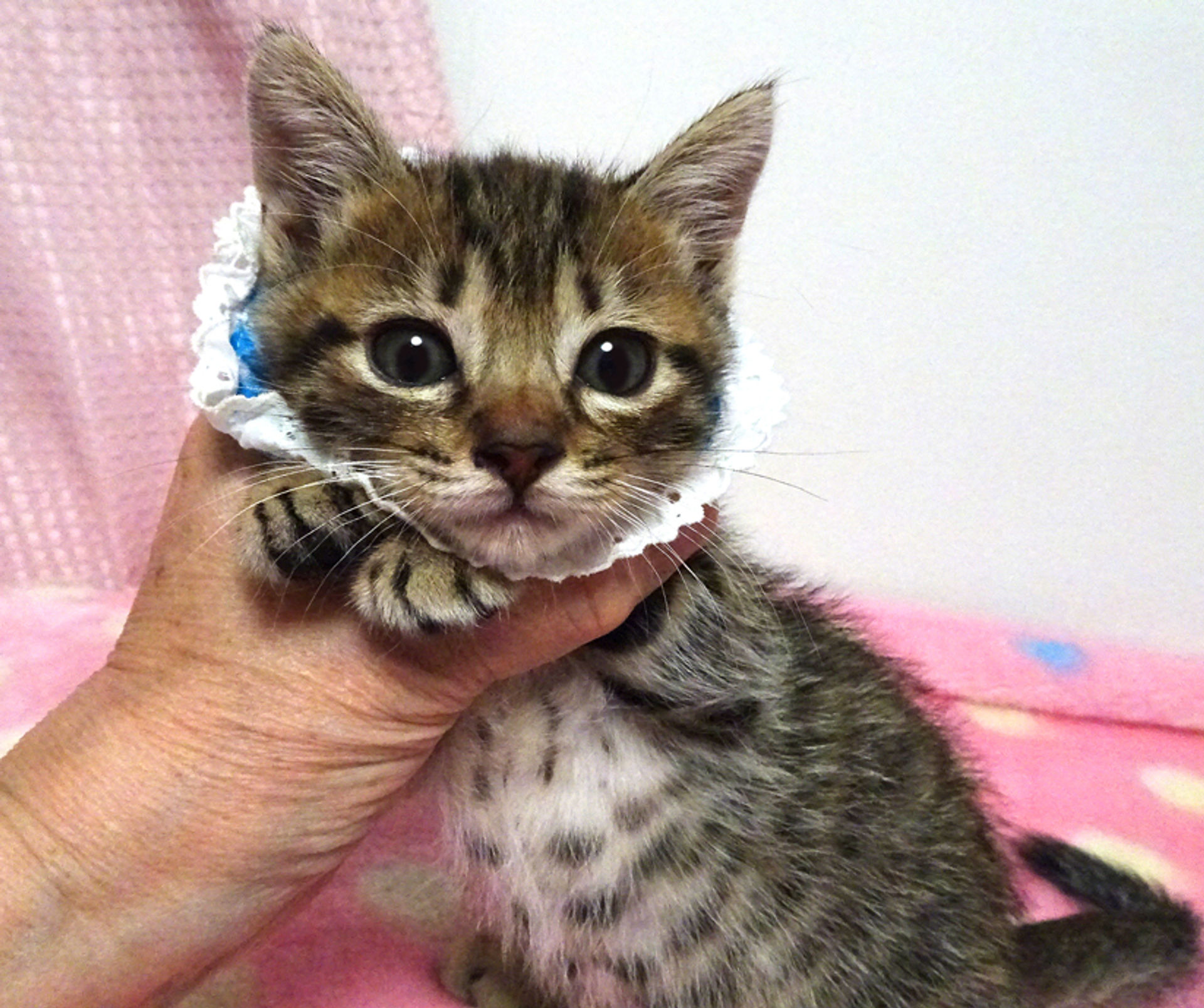 雑種（ミックス猫）・オスの里親募集の写真