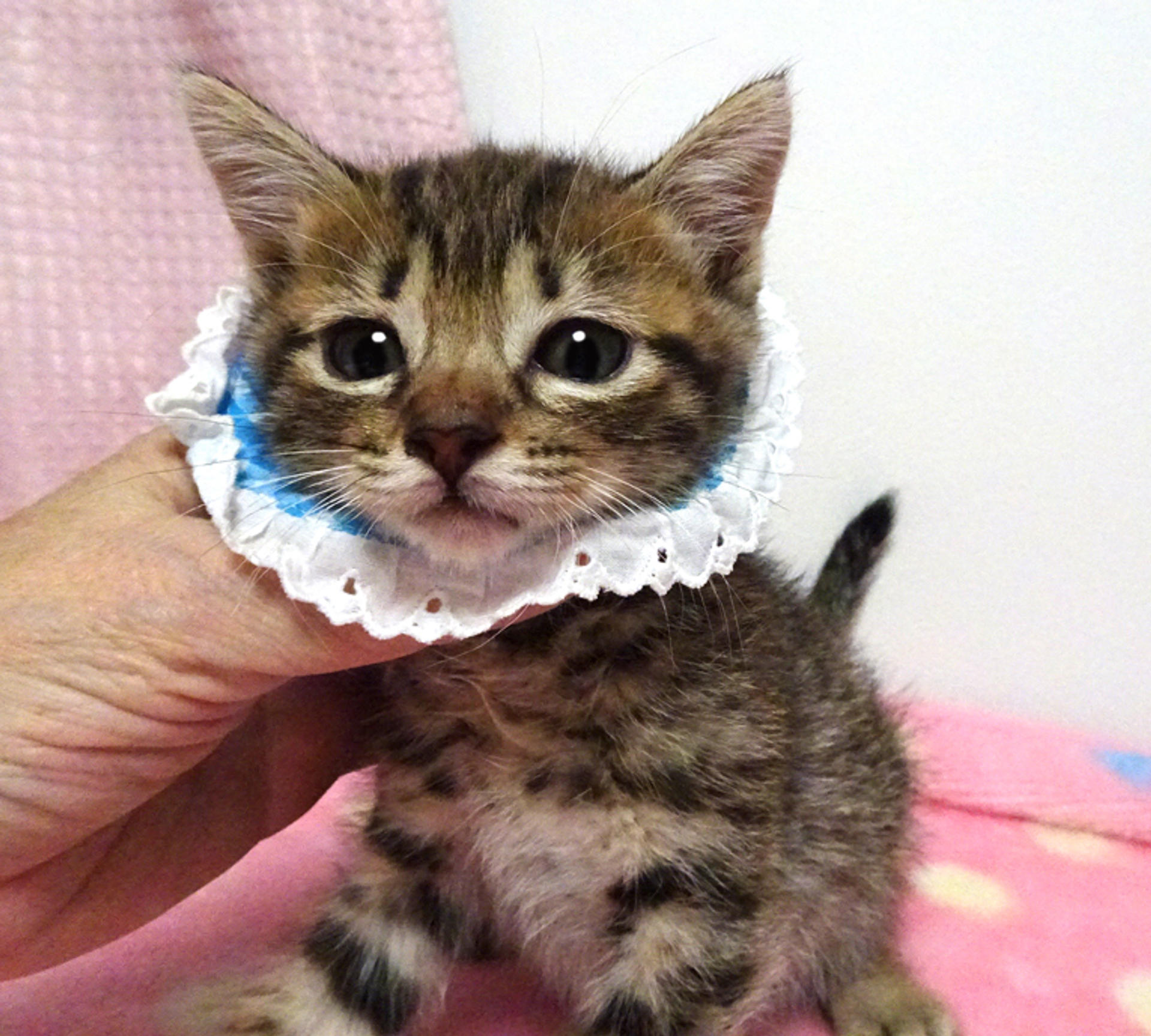 pet-image-3