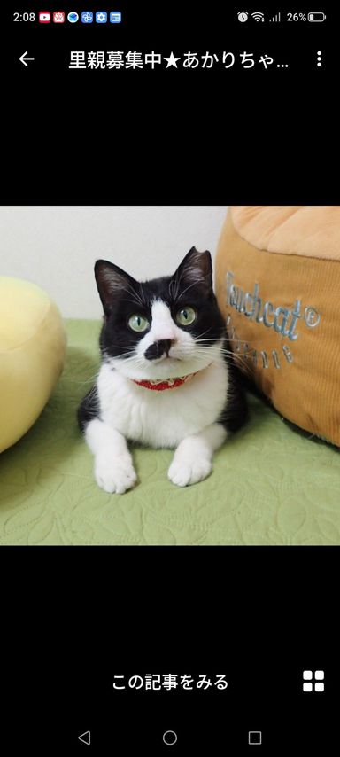 雑種（ミックス猫）・メスの里親募集の写真