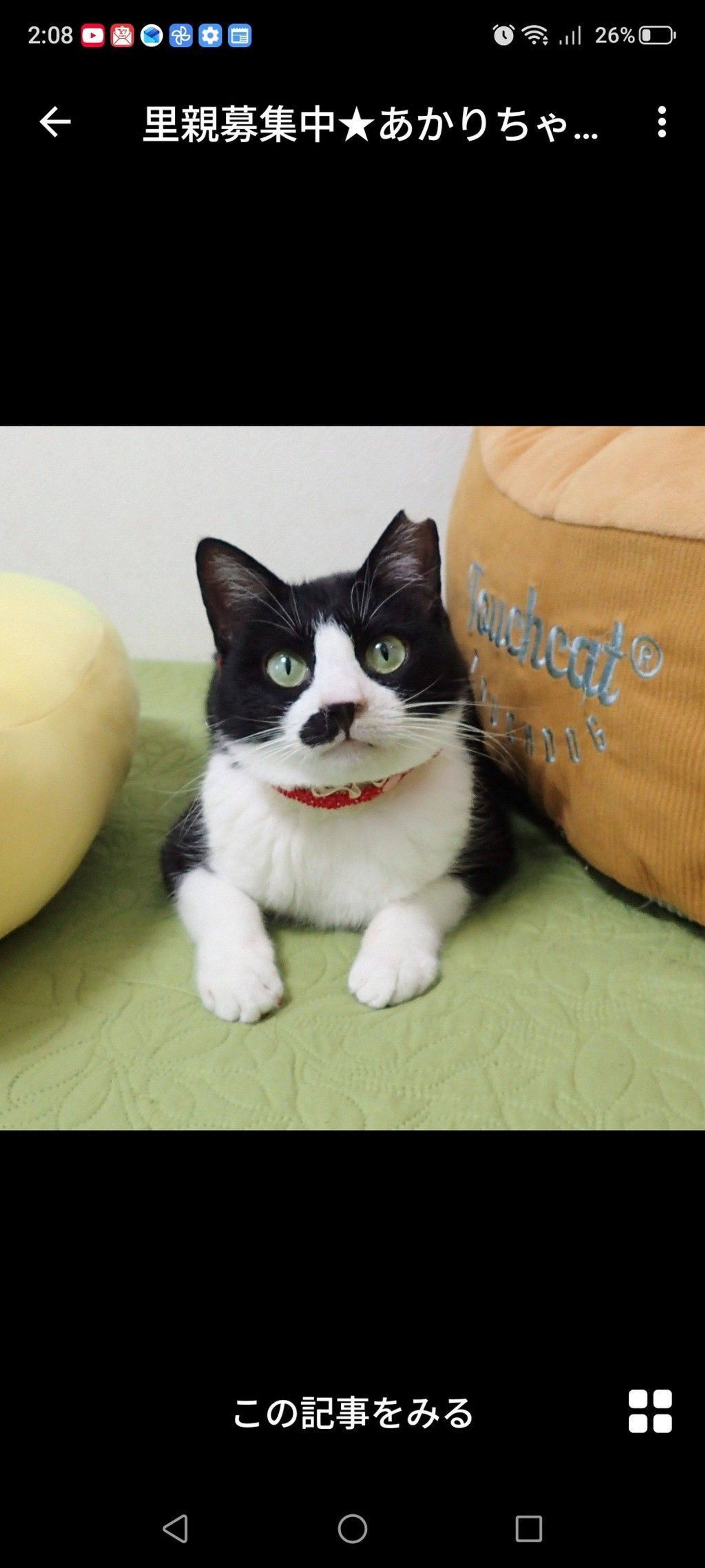 雑種（ミックス猫）・メスの里親募集の写真