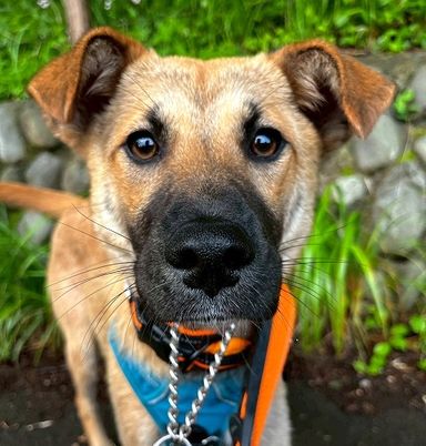 雑種（ミックス犬）・メスの里親募集の写真