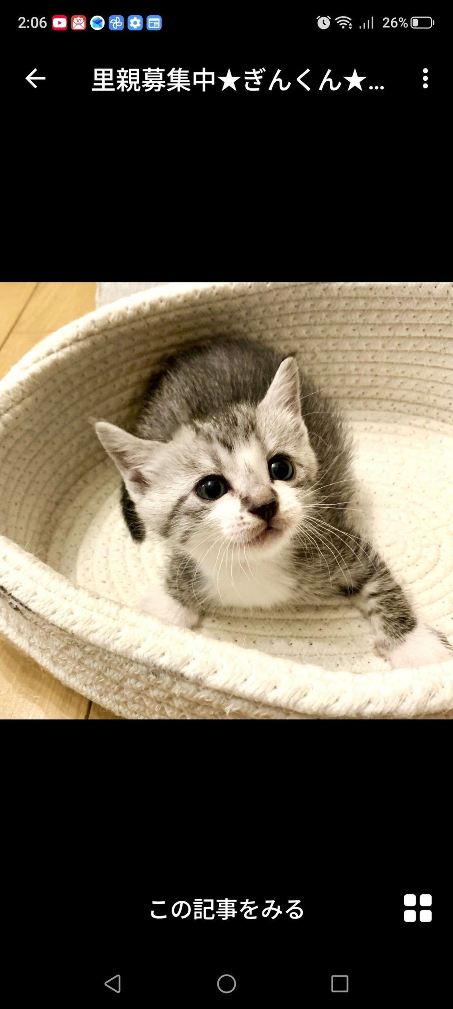 雑種（ミックス猫）・オスの里親募集の写真