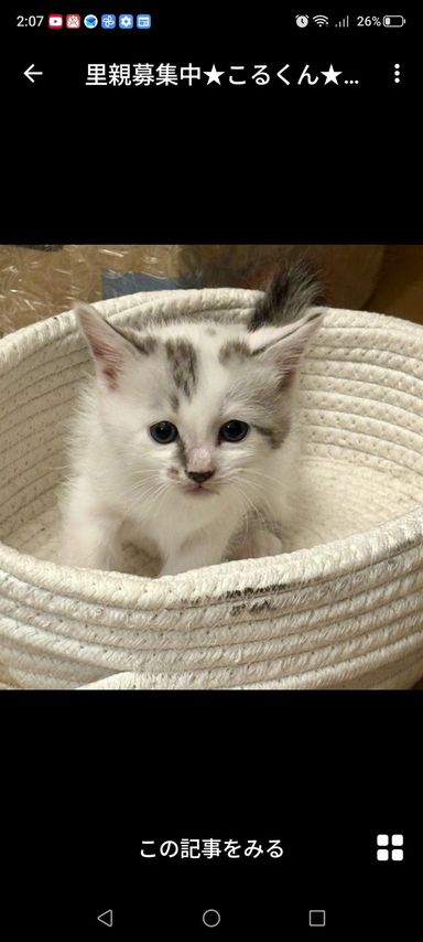 雑種（ミックス猫）・オスの里親募集の写真