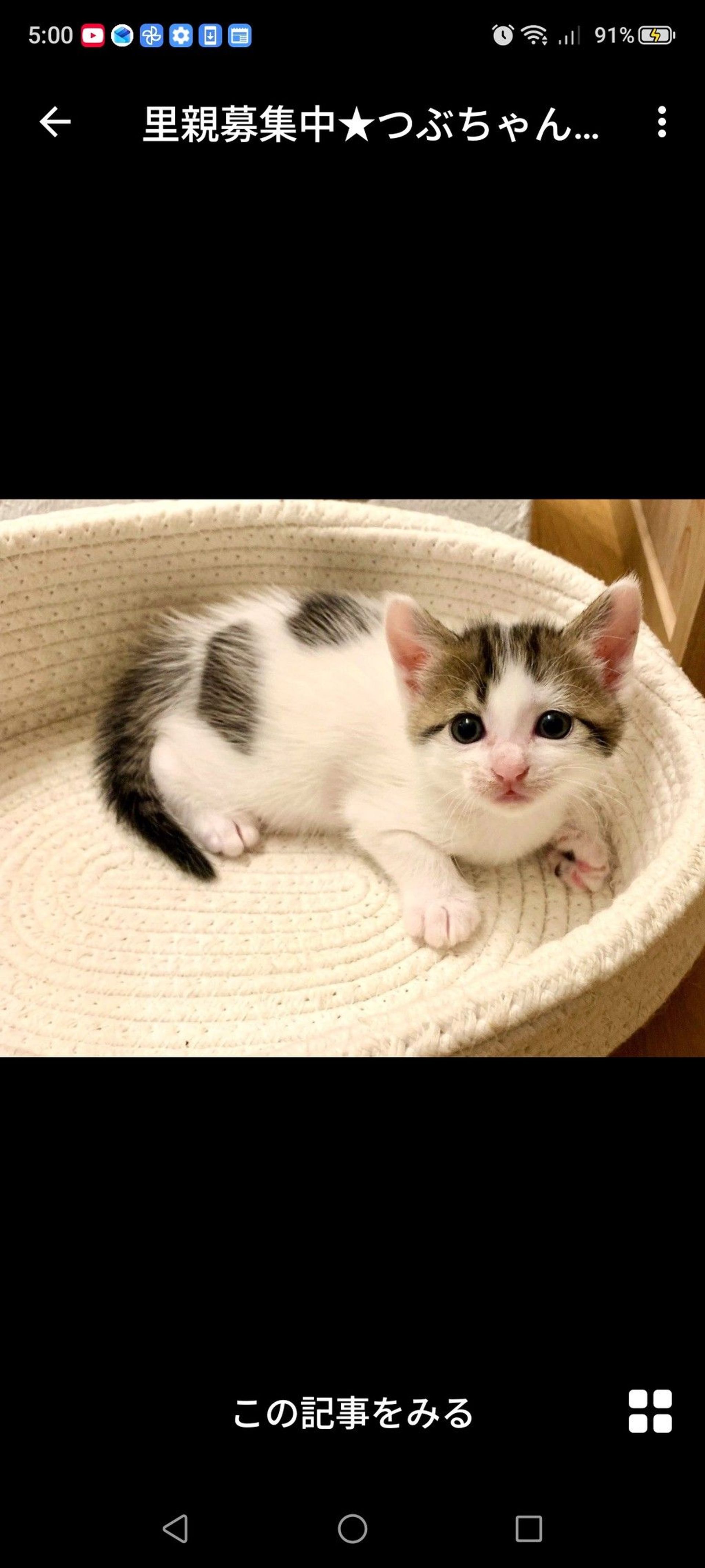 雑種（ミックス猫）・メスの里親募集の写真