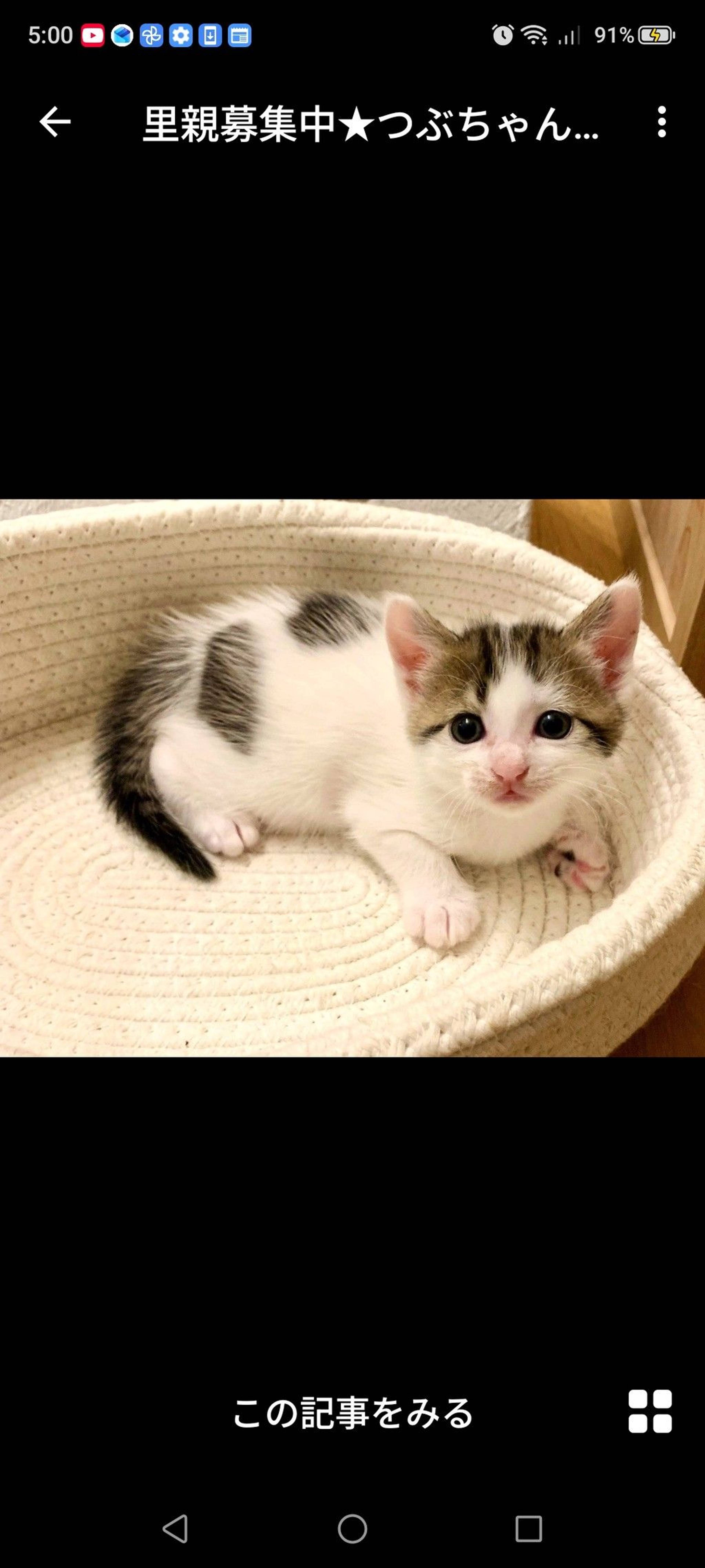 雑種（ミックス猫）・メスの里親募集の写真