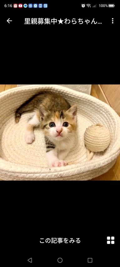 雑種（ミックス猫）・メスの里親募集の写真