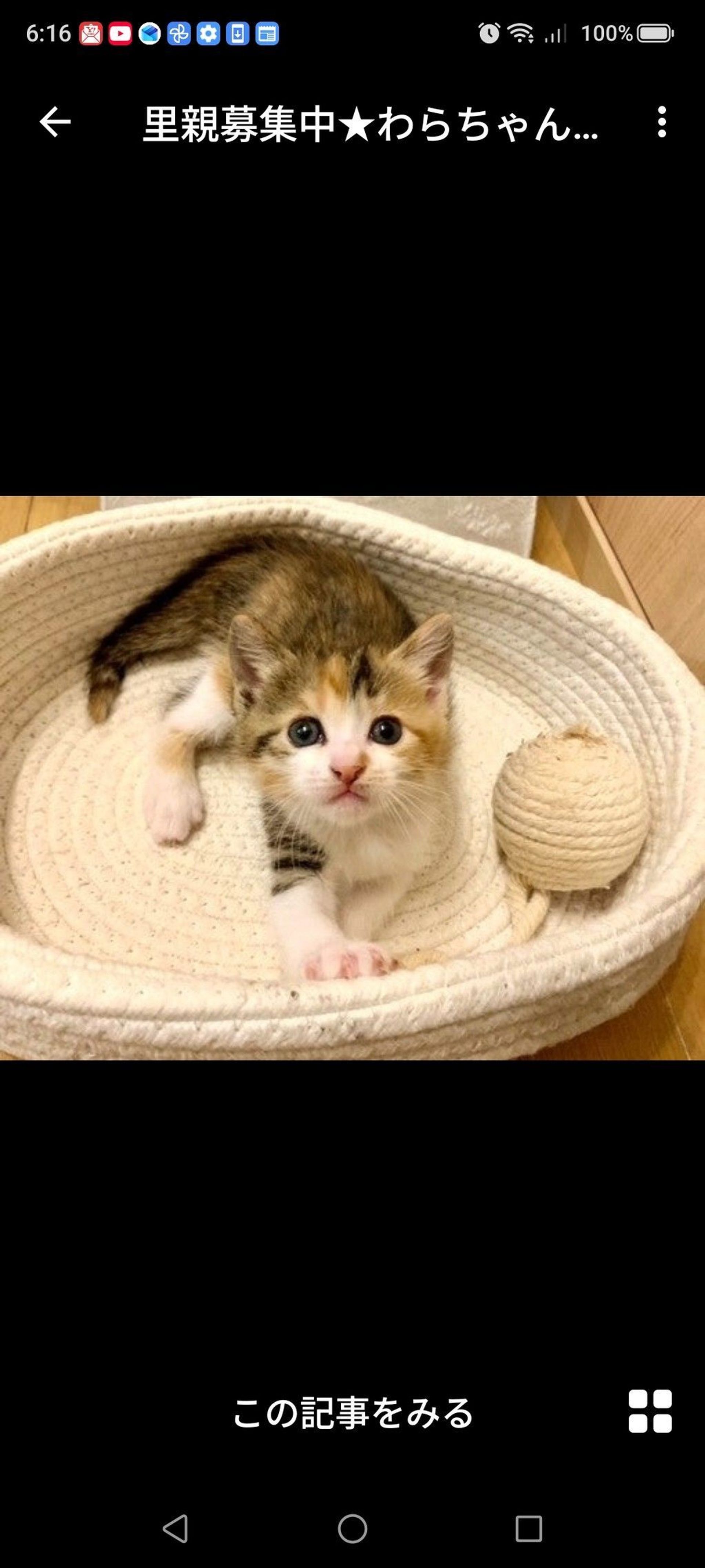 雑種（ミックス猫）・メスの里親募集の写真