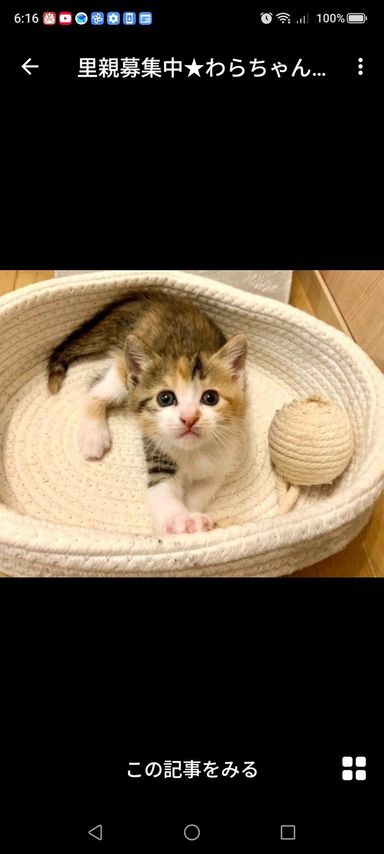 雑種（ミックス猫）・メスの里親募集の写真