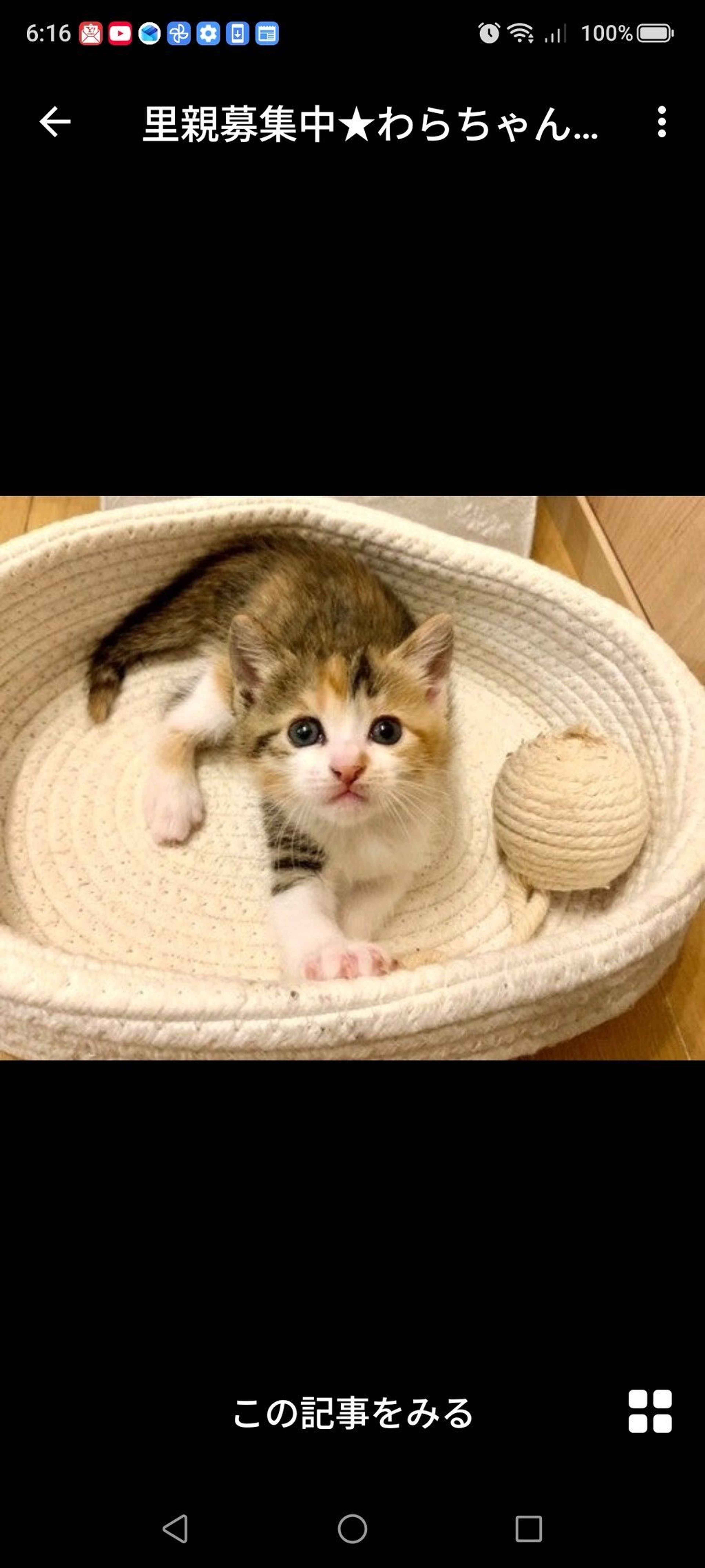雑種（ミックス猫）・メスの里親募集の写真