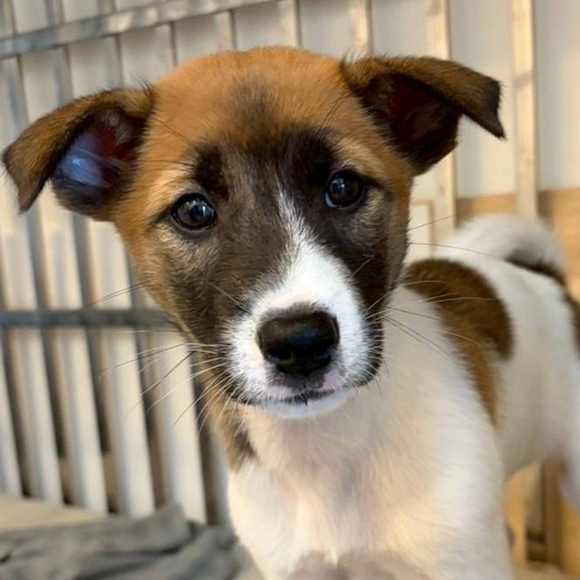 雑種（ミックス犬）・メスの里親募集の写真
