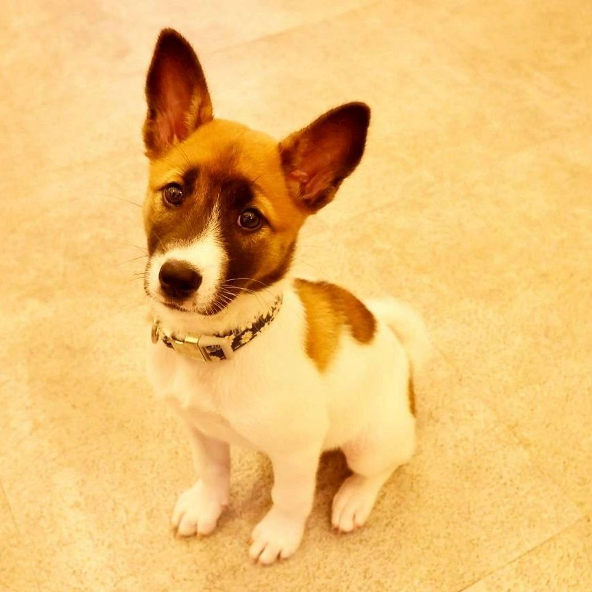 pet-image-3