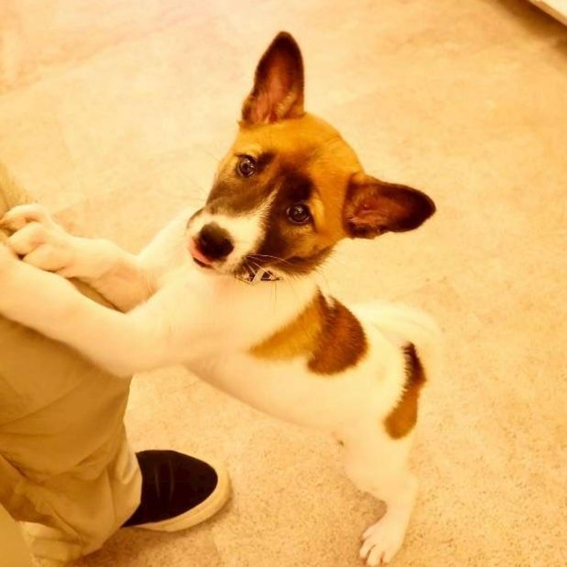pet-image-4