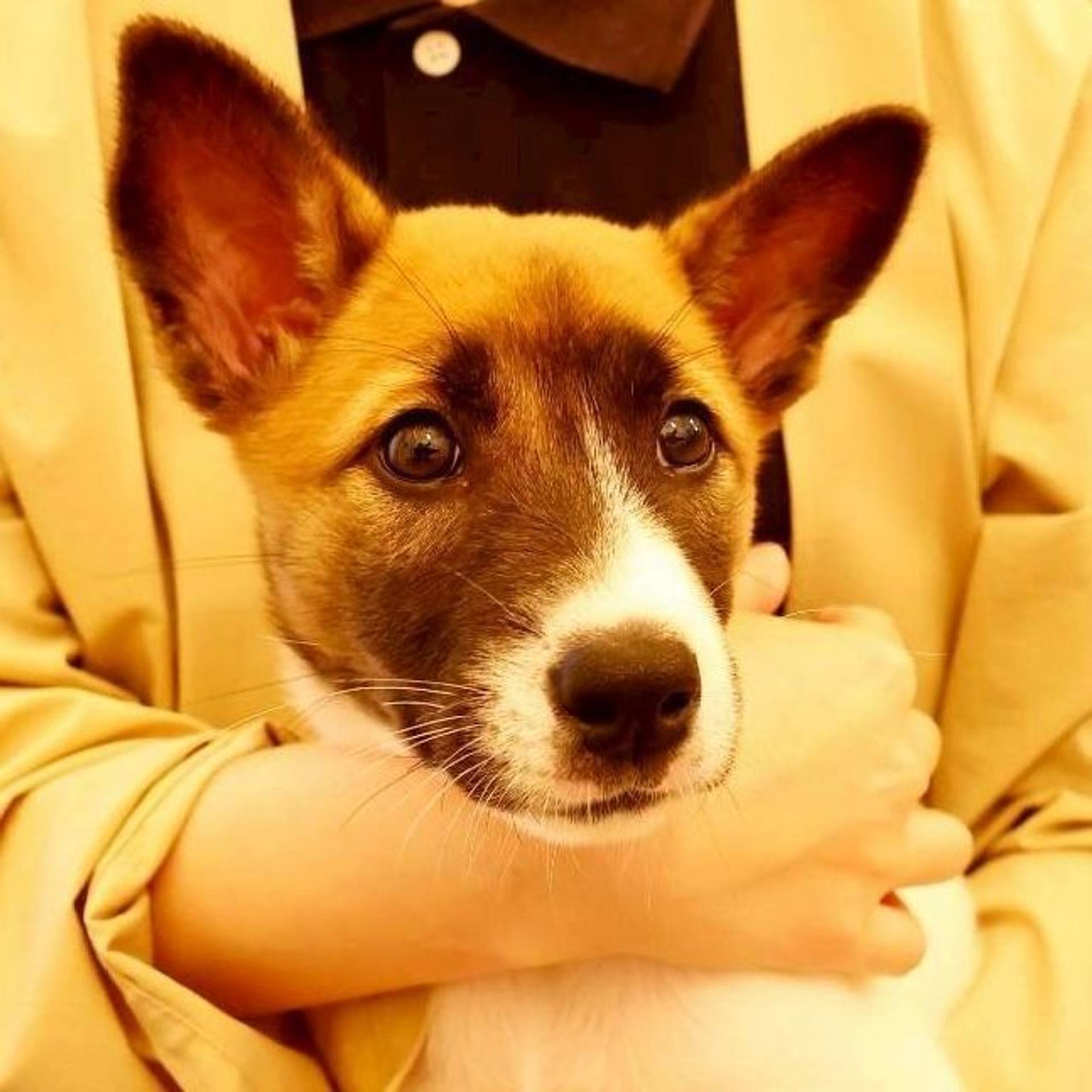 pet-image-7