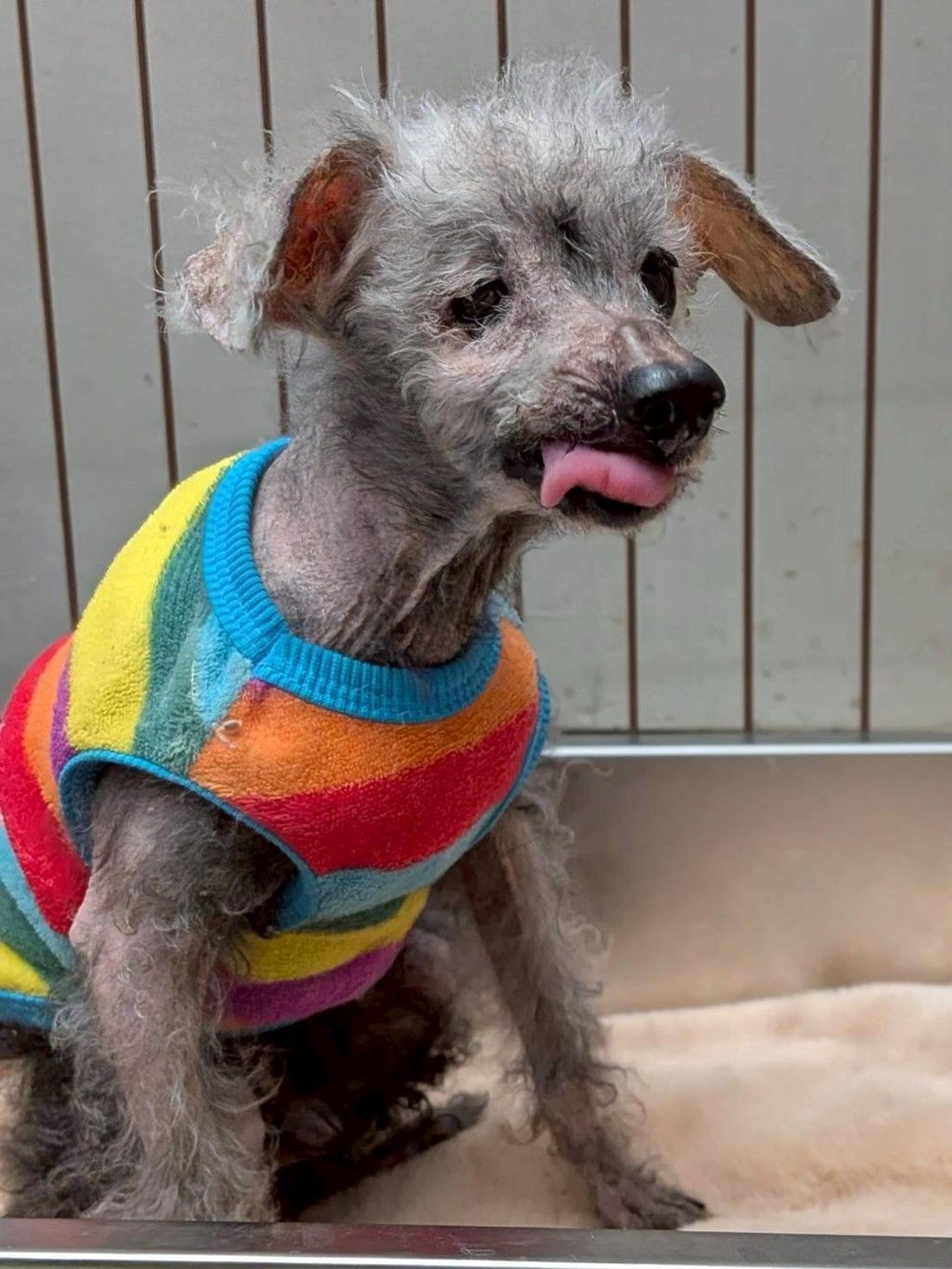 pet-image-2