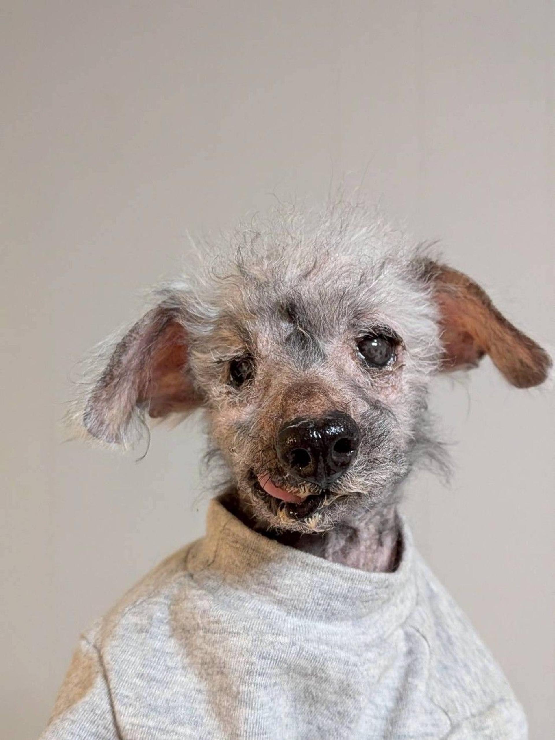 pet-image-3