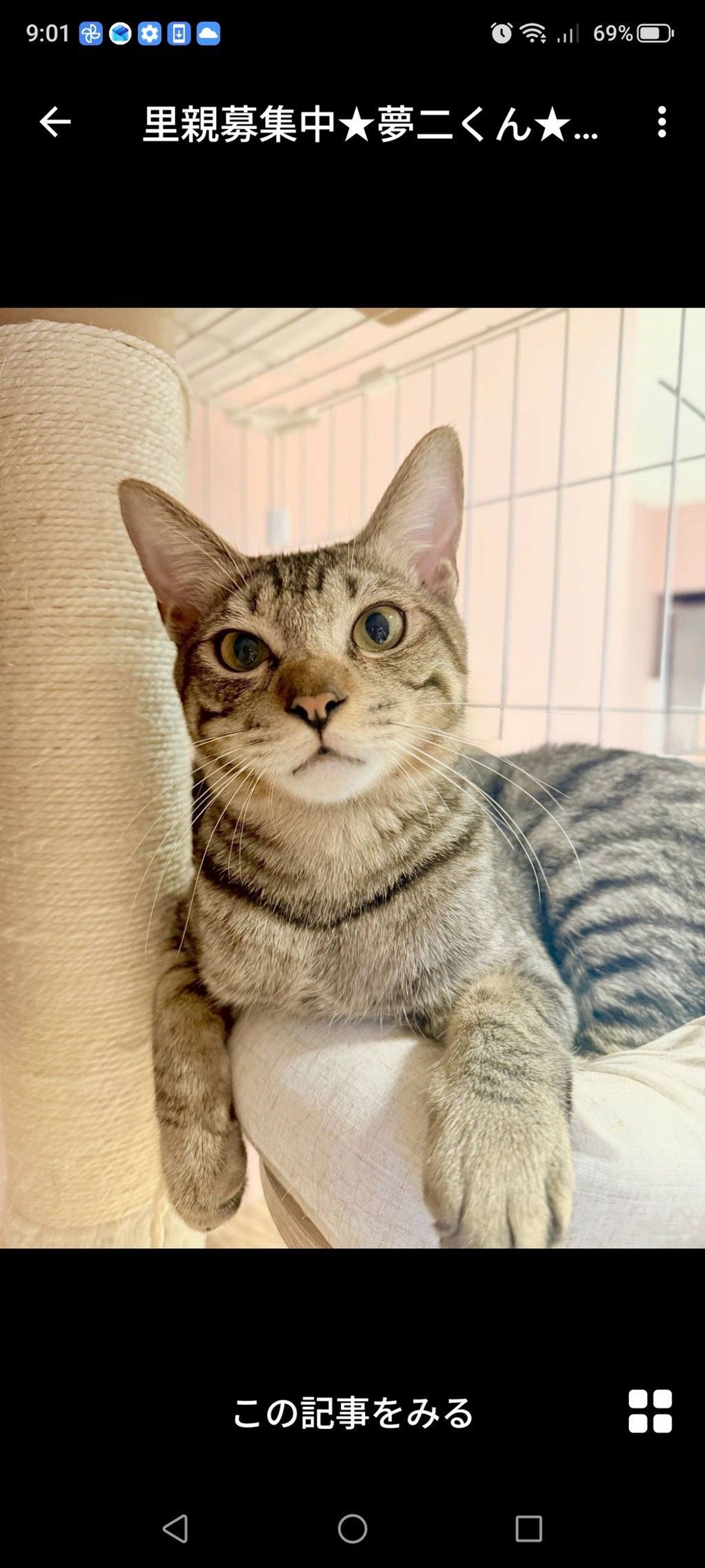 雑種（ミックス猫）・オスの里親募集の写真