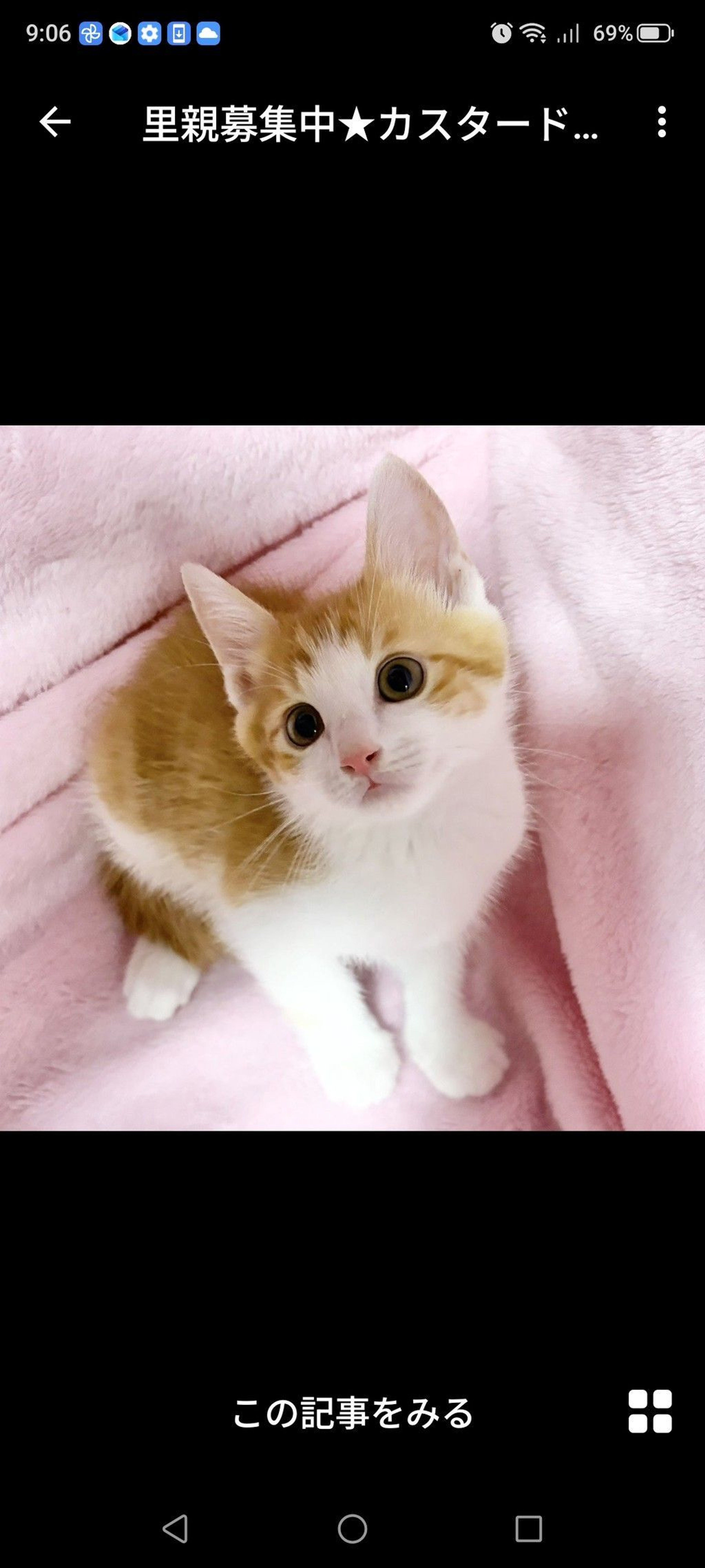 雑種（ミックス猫）・メスの里親募集の写真