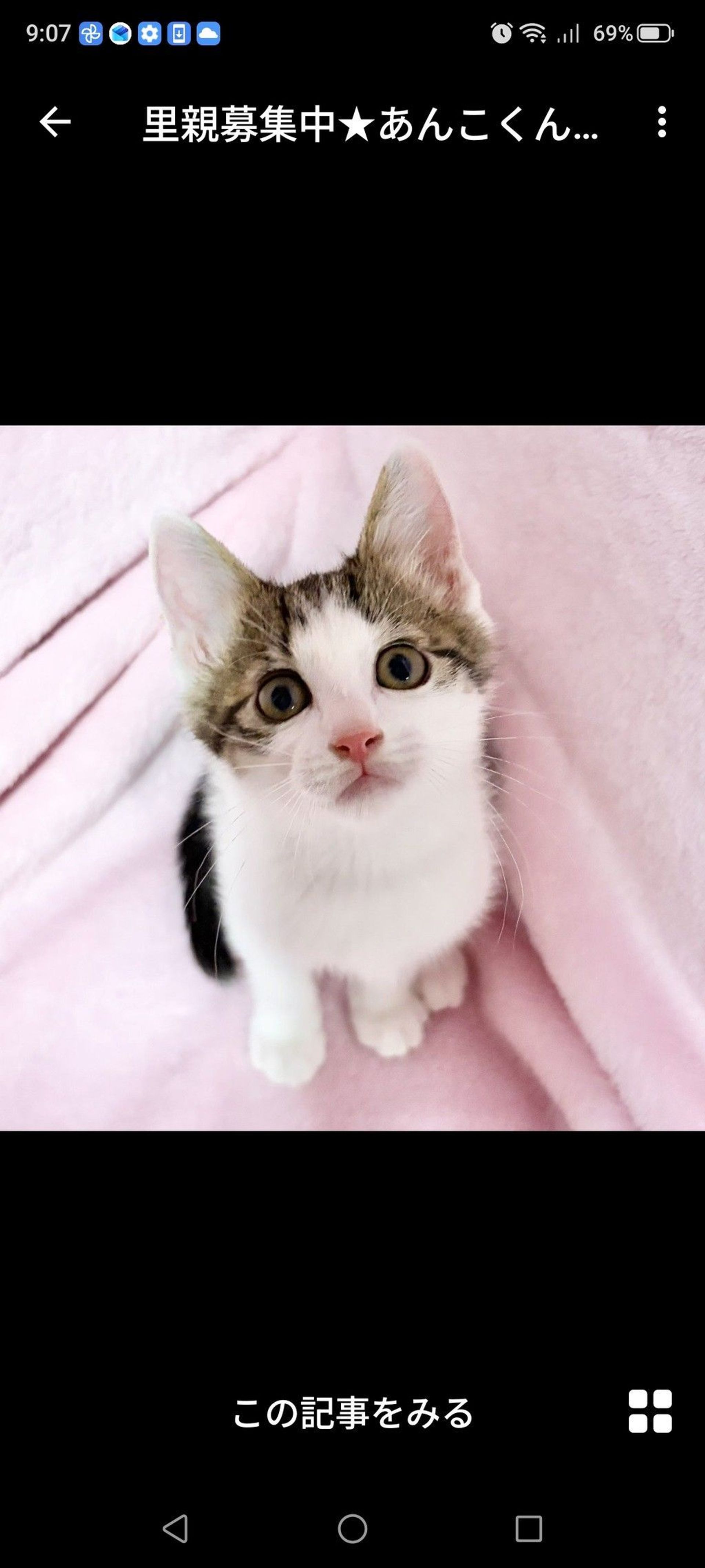 雑種（ミックス猫）・オスの里親募集の写真