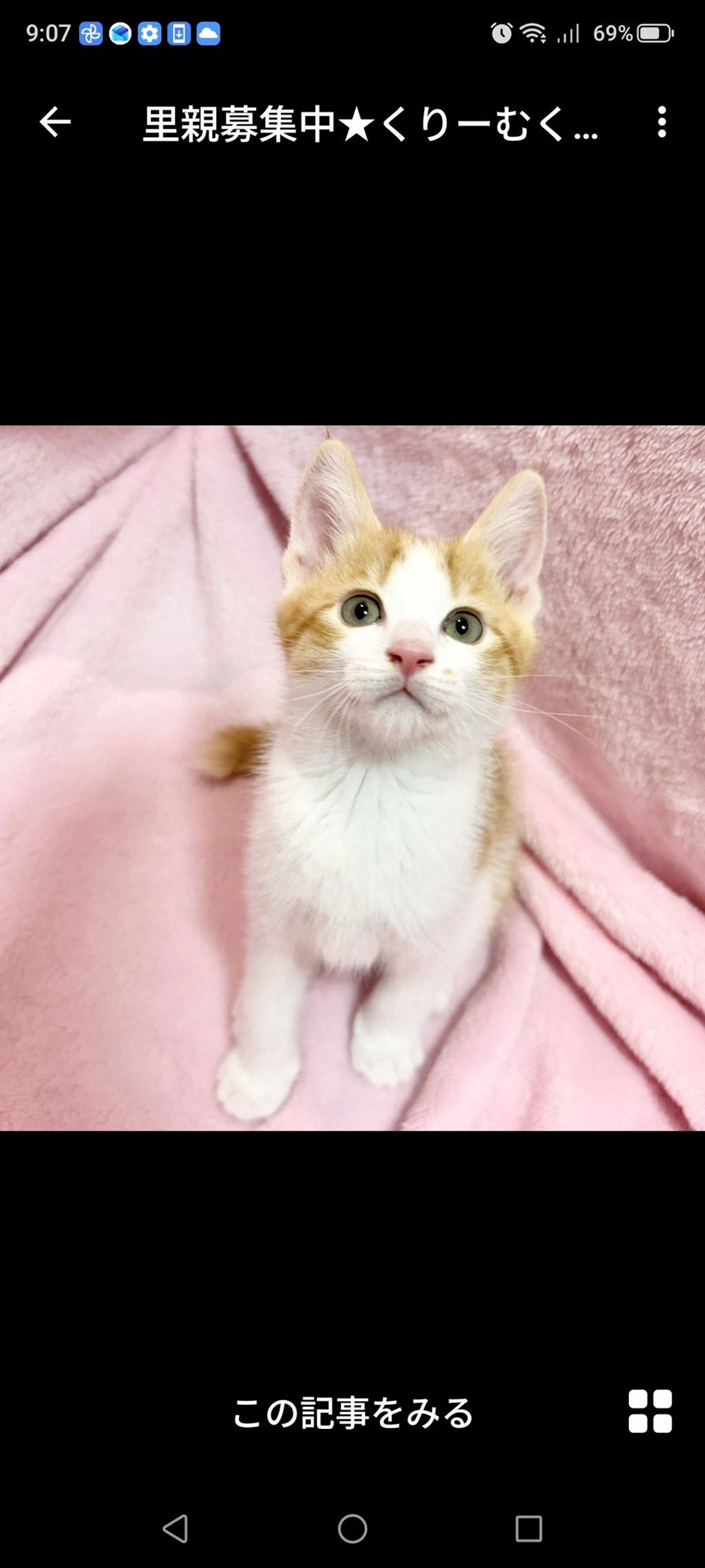 雑種（ミックス猫）・メスの里親募集の写真