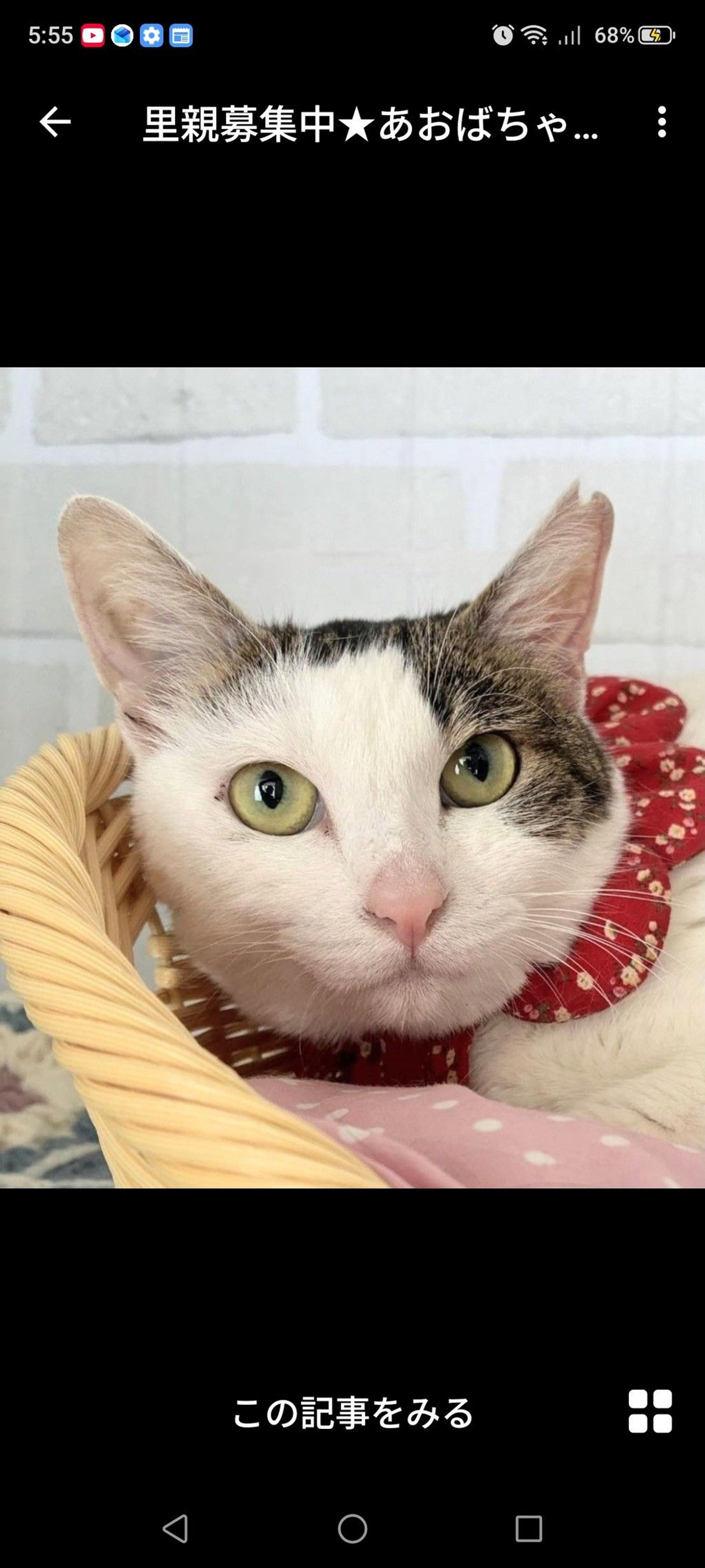 雑種（ミックス猫）・メスの里親募集の写真