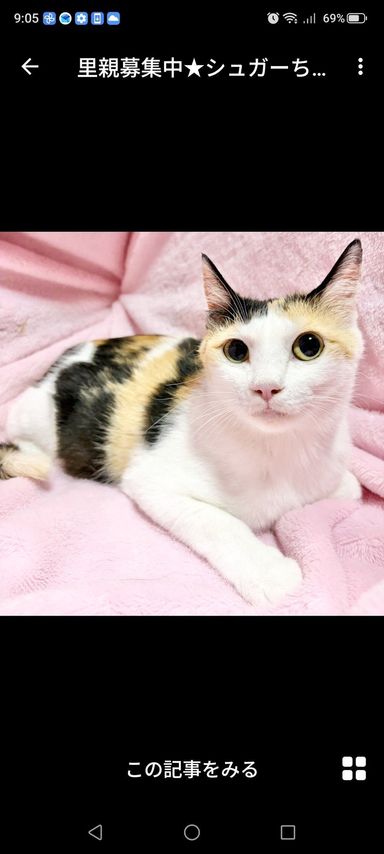 雑種（ミックス猫）・メスの里親募集の写真