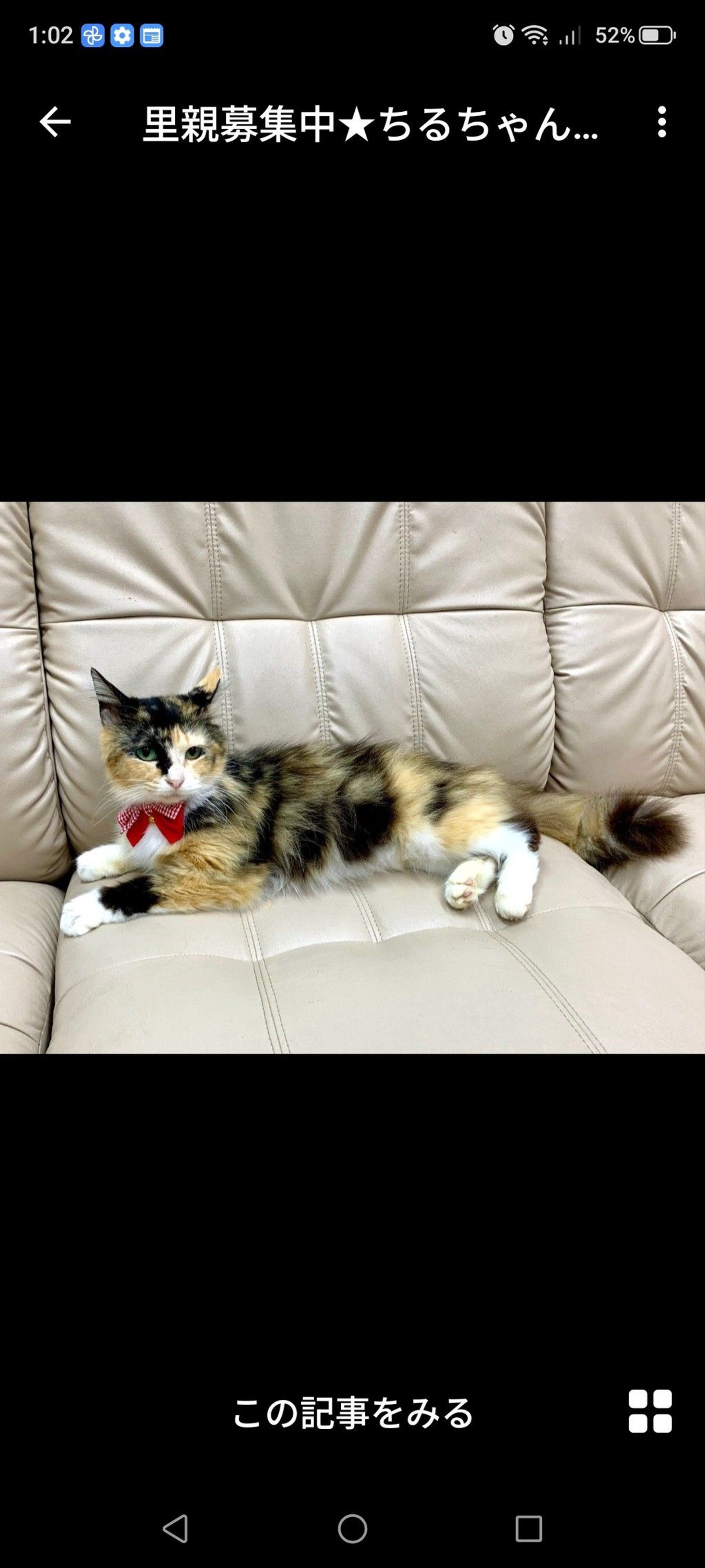 雑種（ミックス猫）・メスの里親募集の写真
