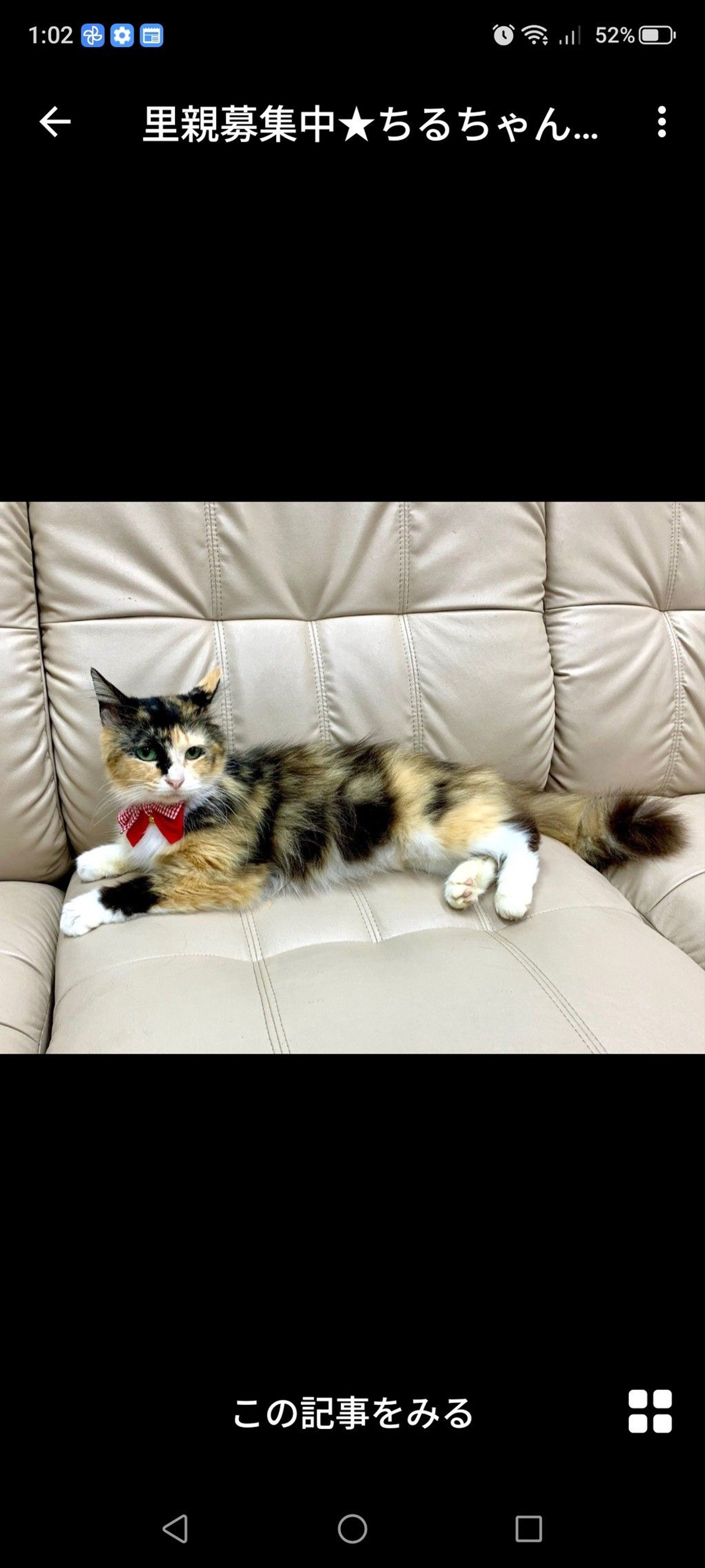 雑種（ミックス猫）・メスの里親募集の写真