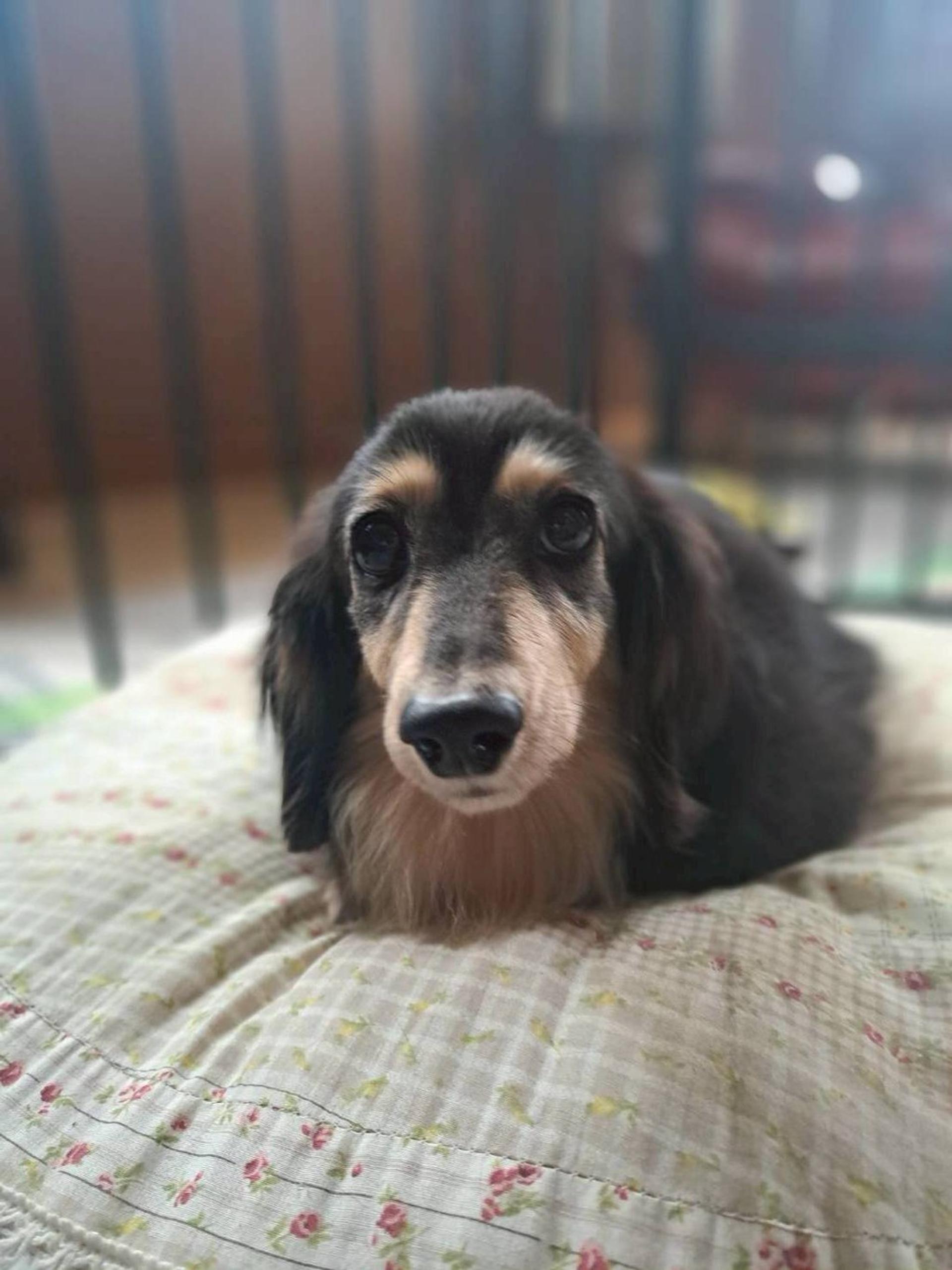 pet-image-3