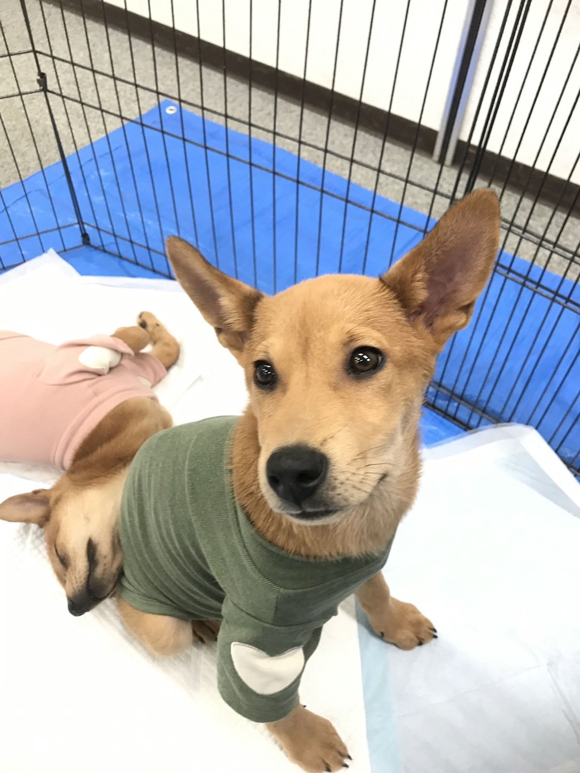 雑種（ミックス犬）・オスの里親募集の写真