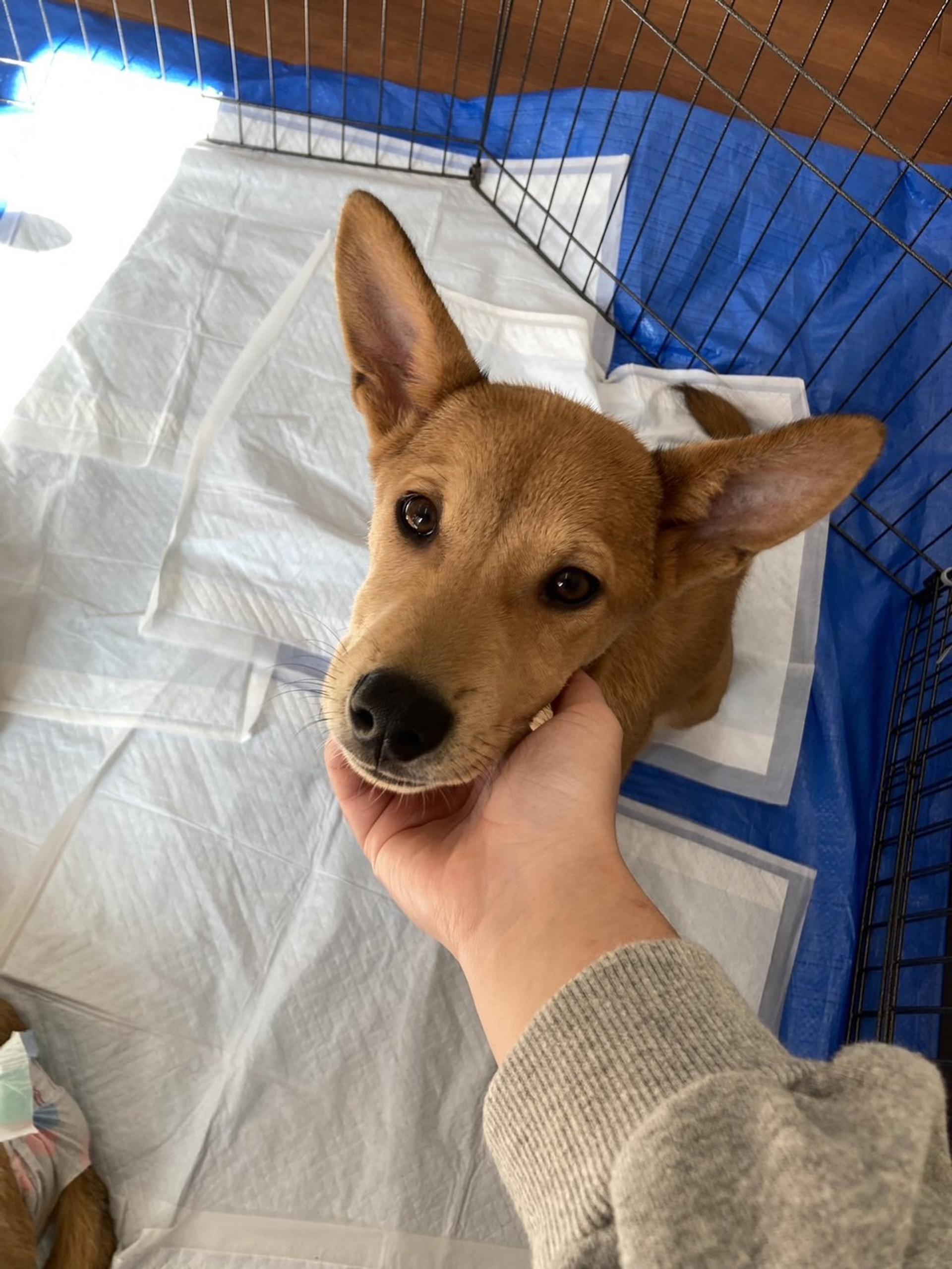 pet-image-4