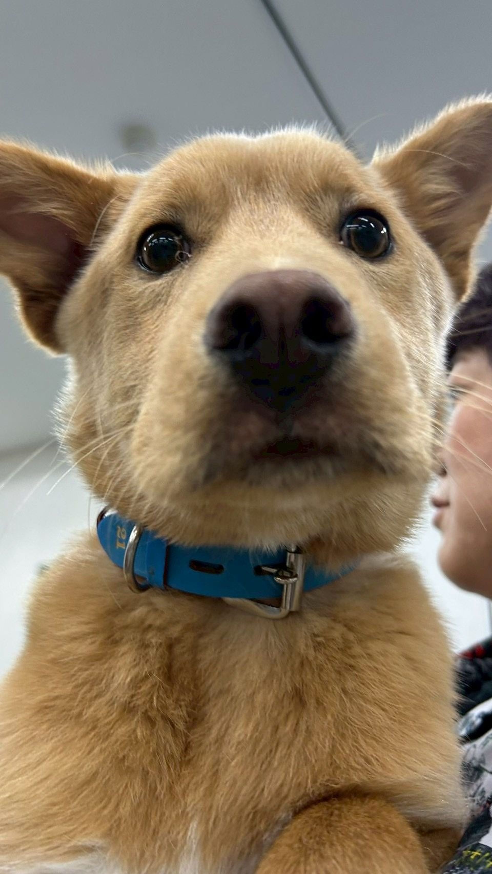 雑種（ミックス犬）・オスの里親募集の写真
