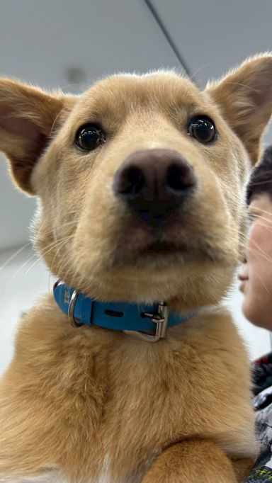 雑種（ミックス犬）・オスの里親募集の写真