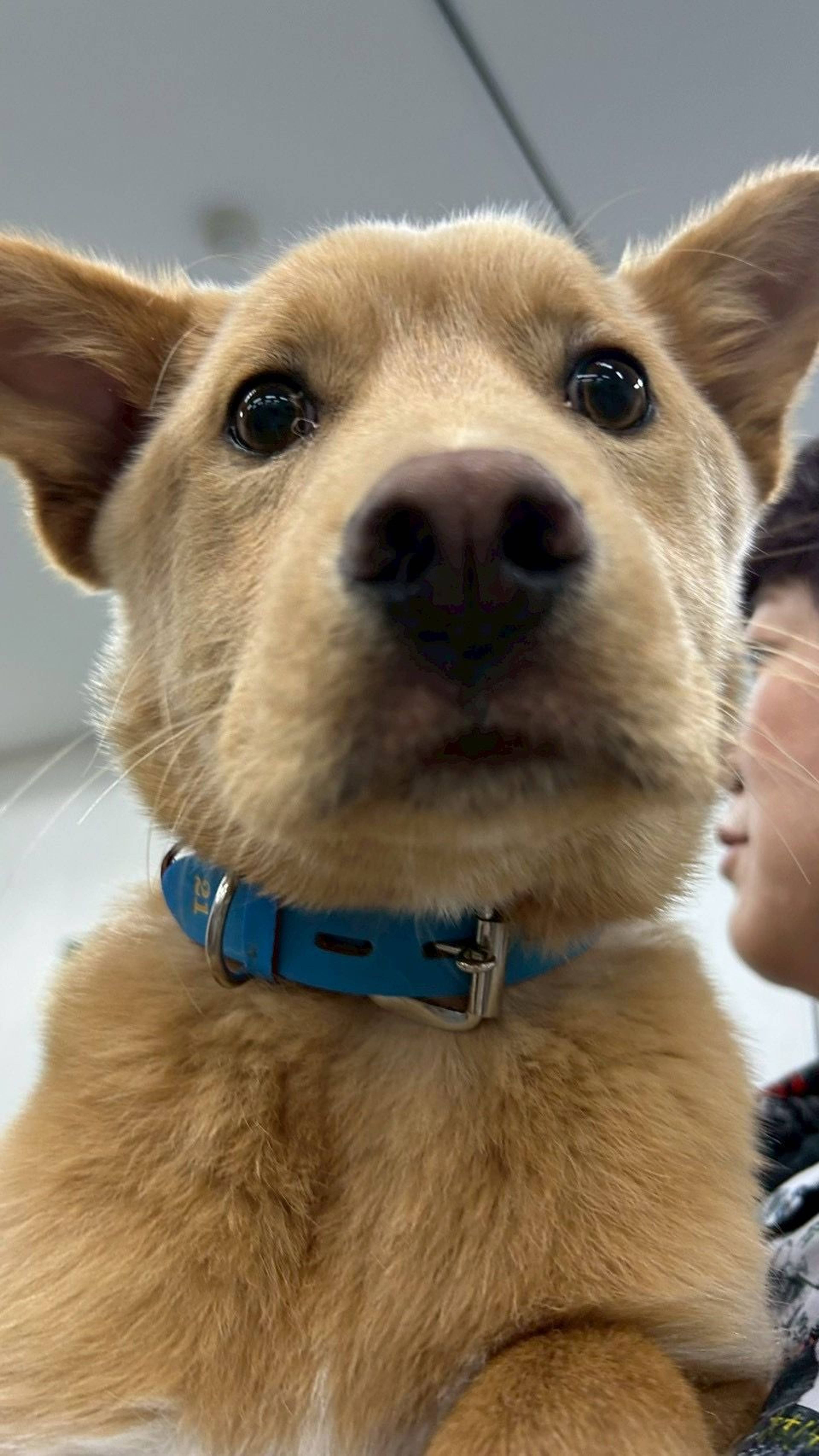 雑種（ミックス犬）・オスの里親募集の写真