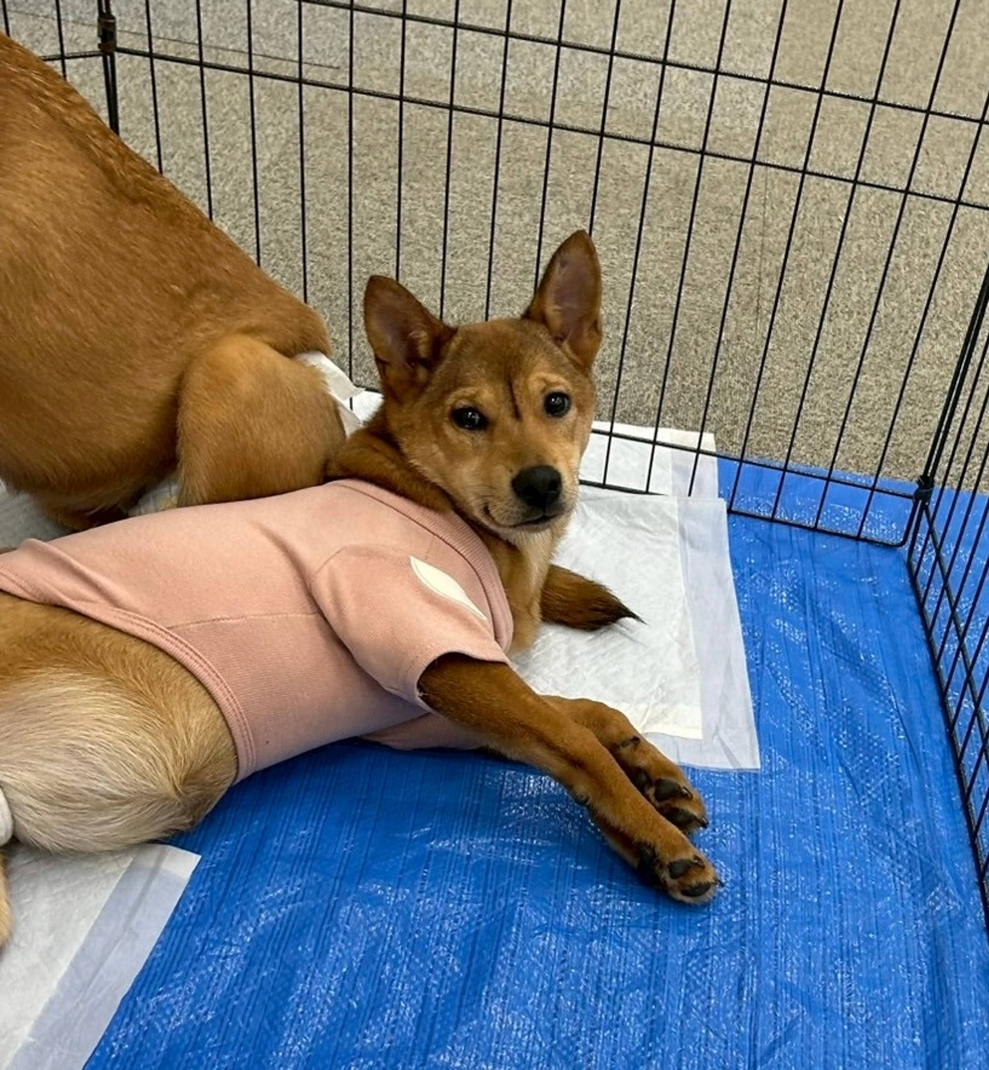 雑種（ミックス犬）・メスの里親募集の写真