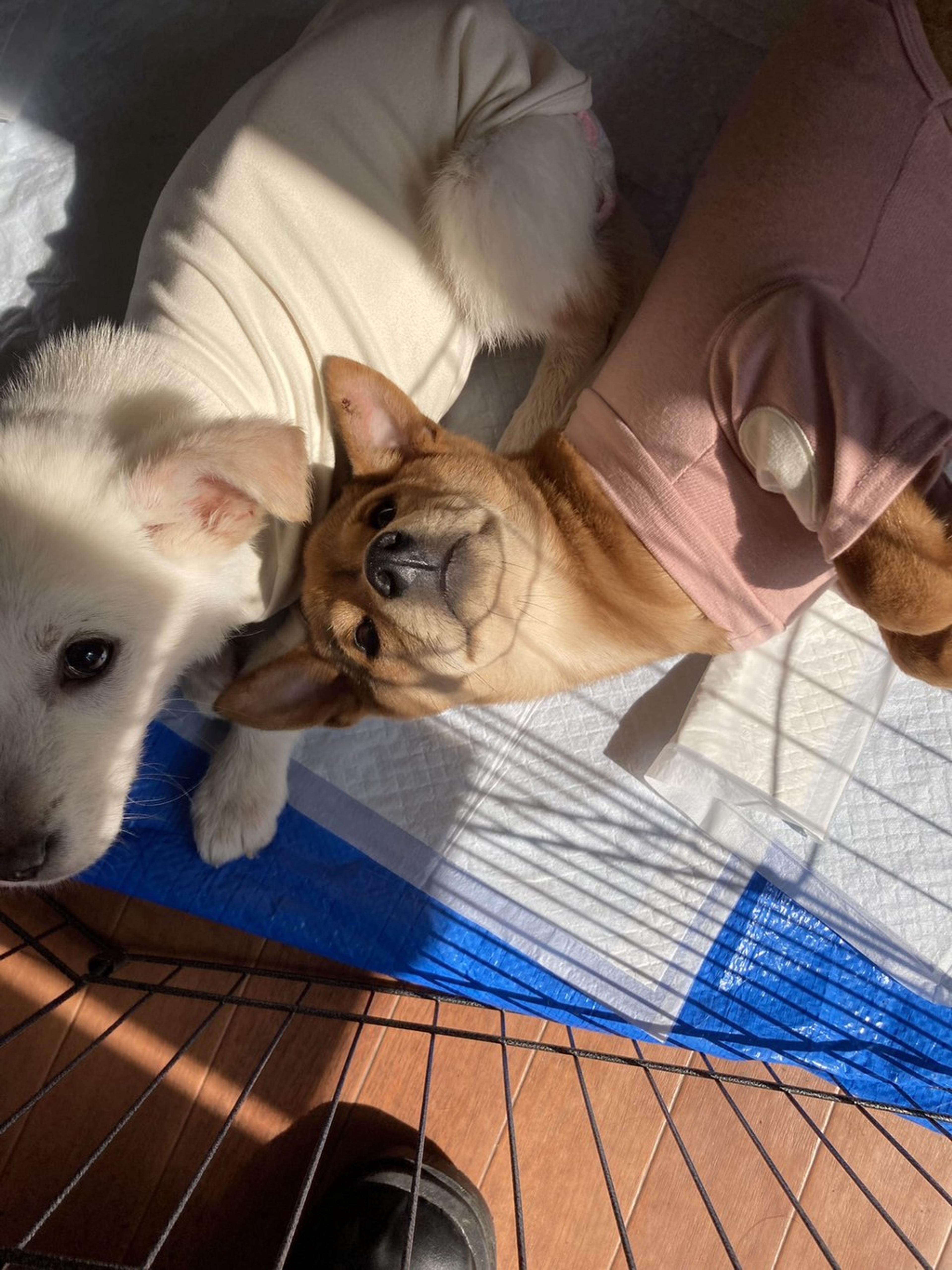 pet-image-2