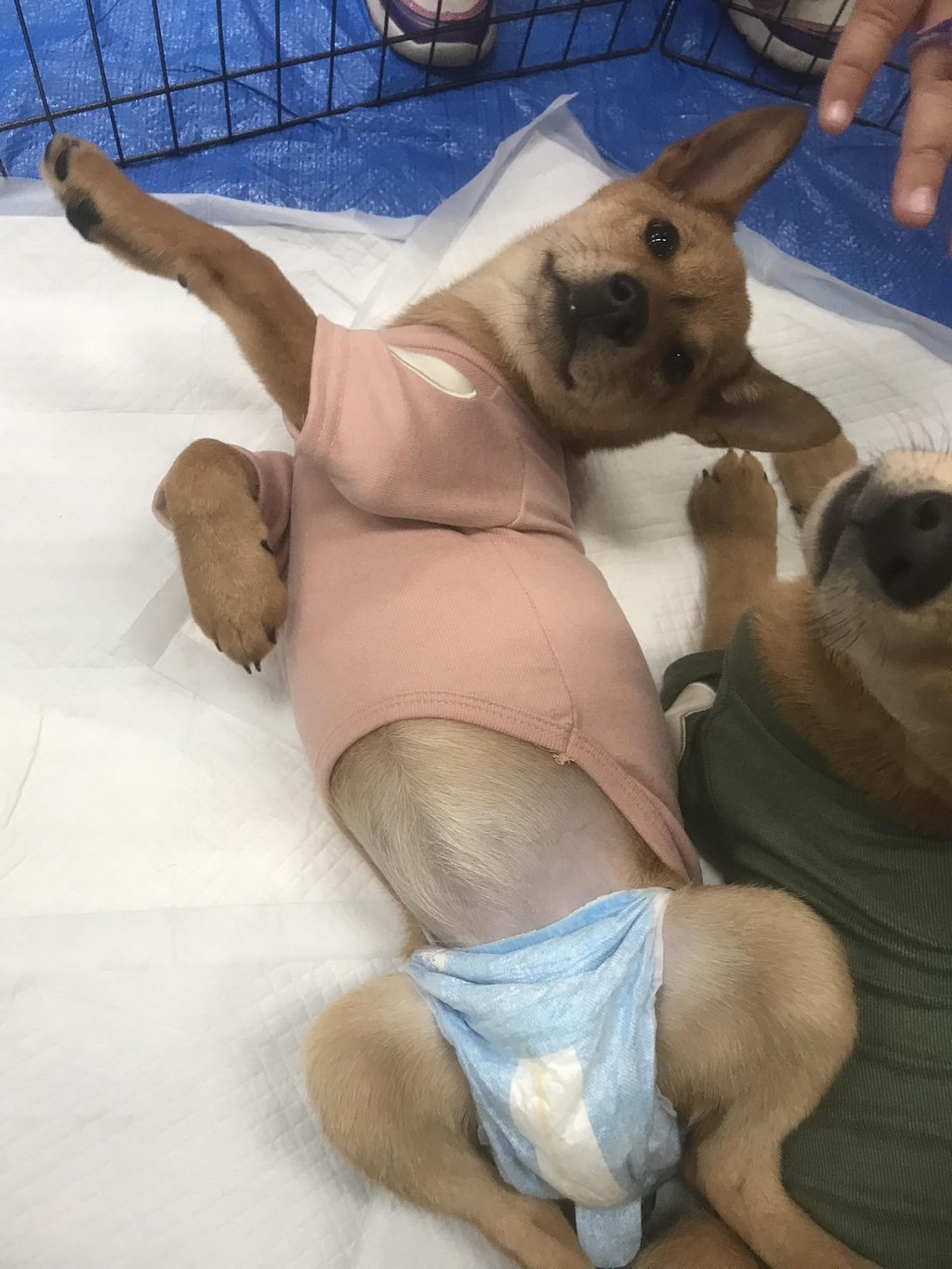 pet-image-3