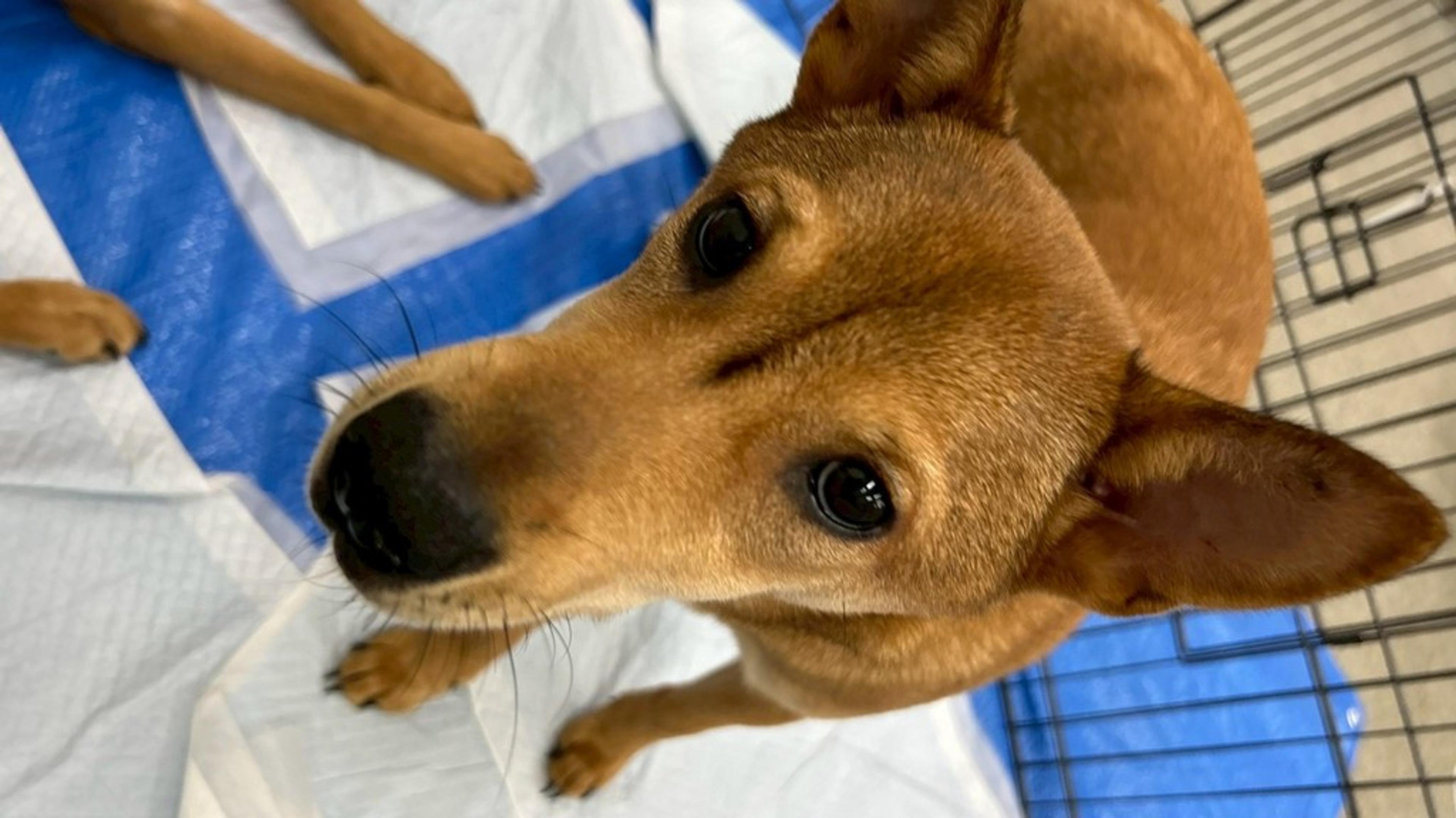 pet-image-4