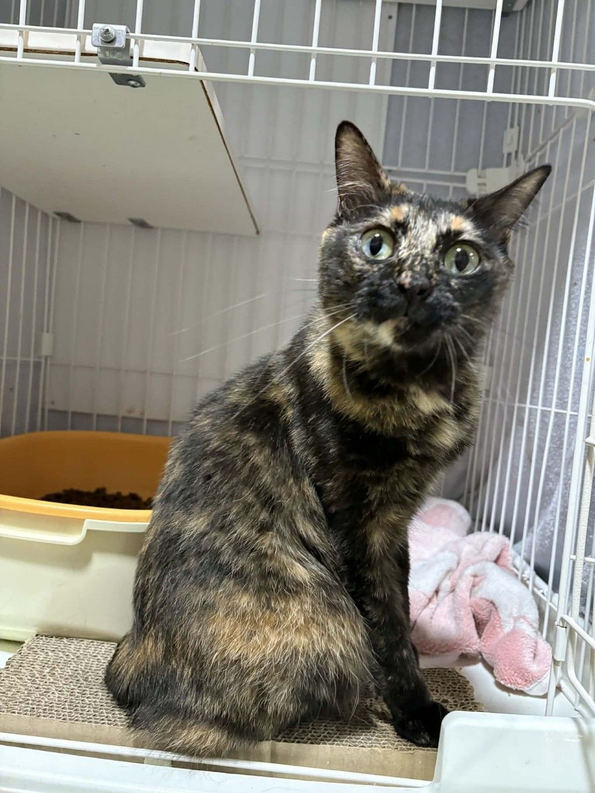 雑種（ミックス猫）・メスの里親募集の写真