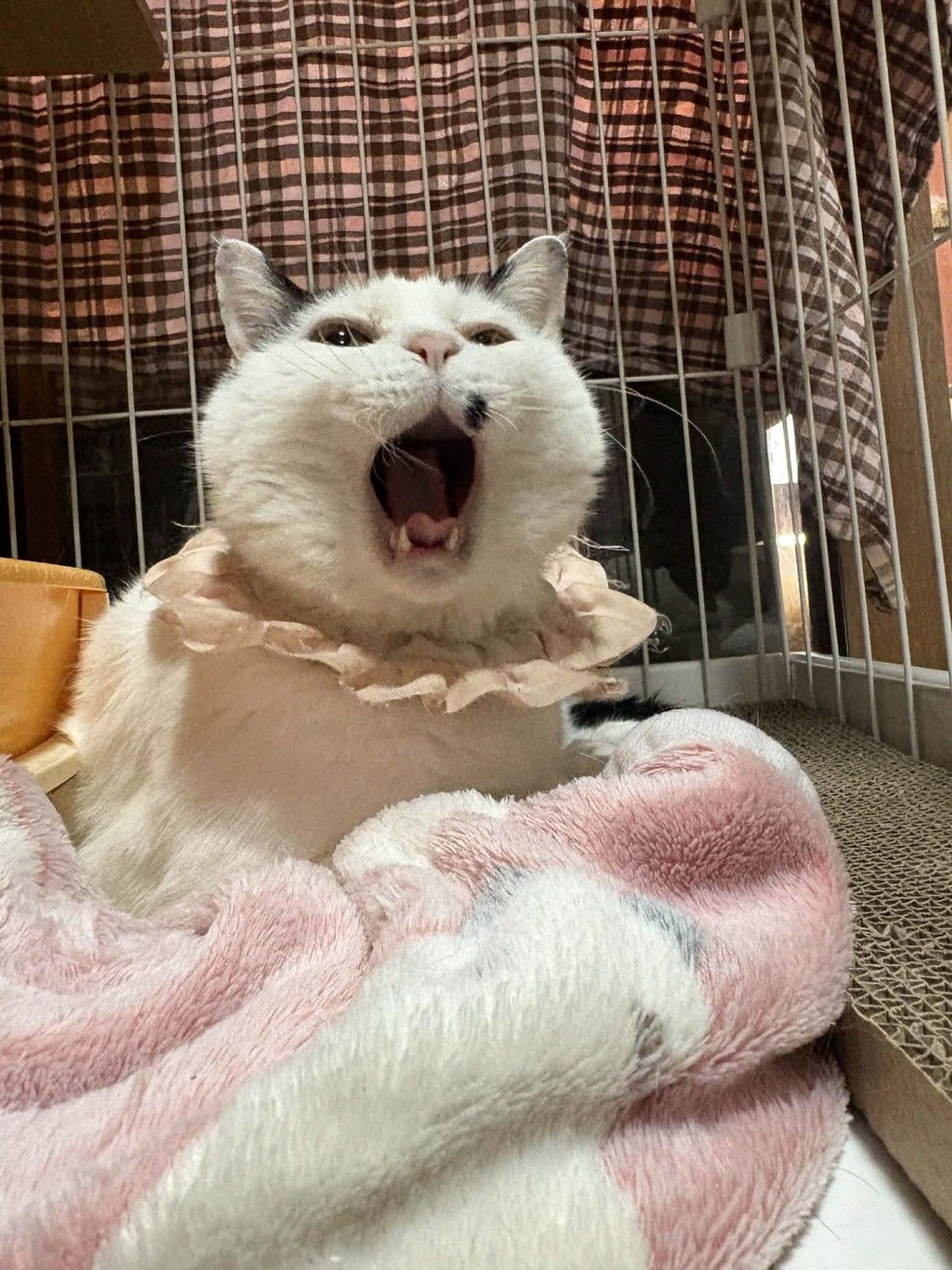 雑種（ミックス猫）・メスの里親募集の写真