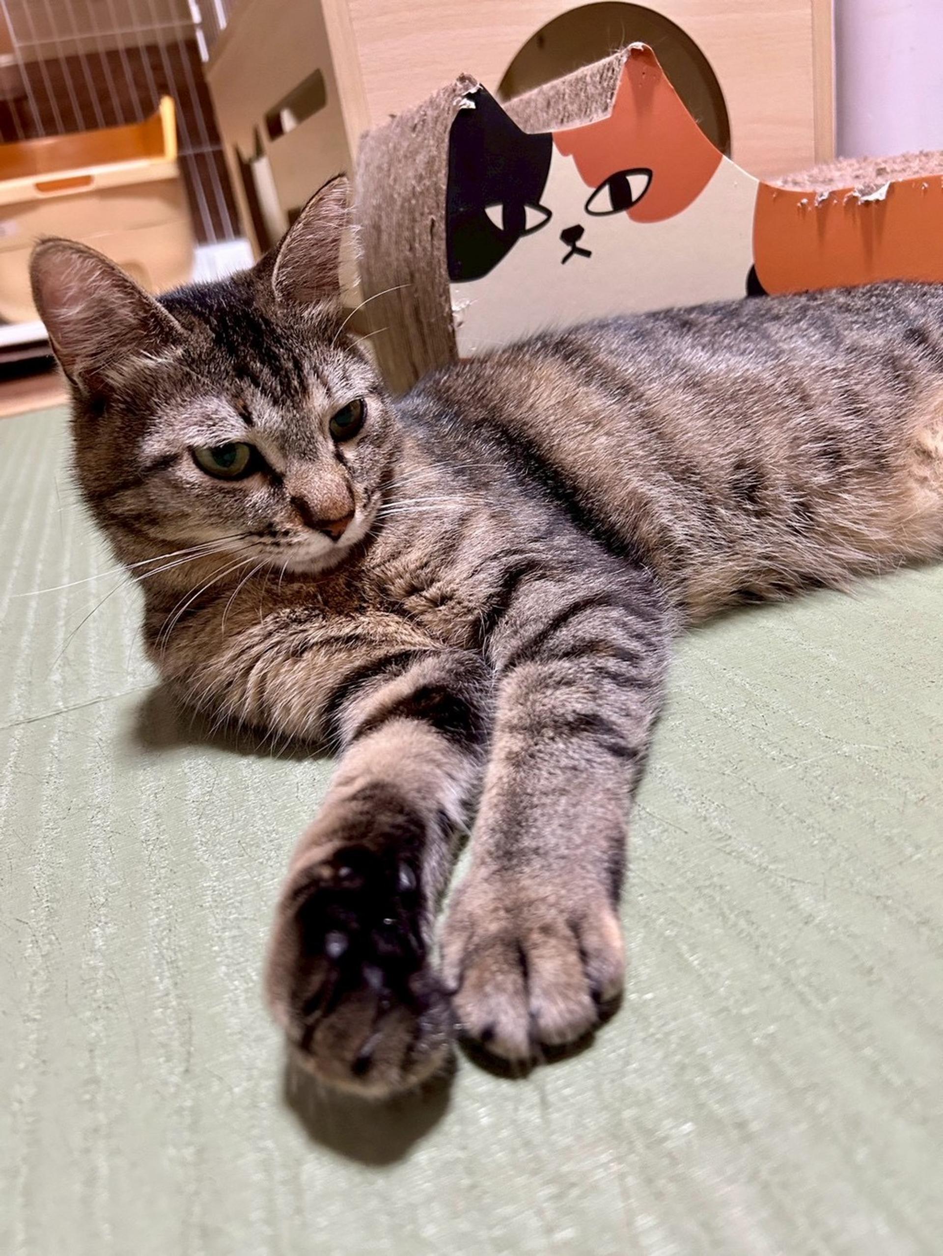 pet-image-2