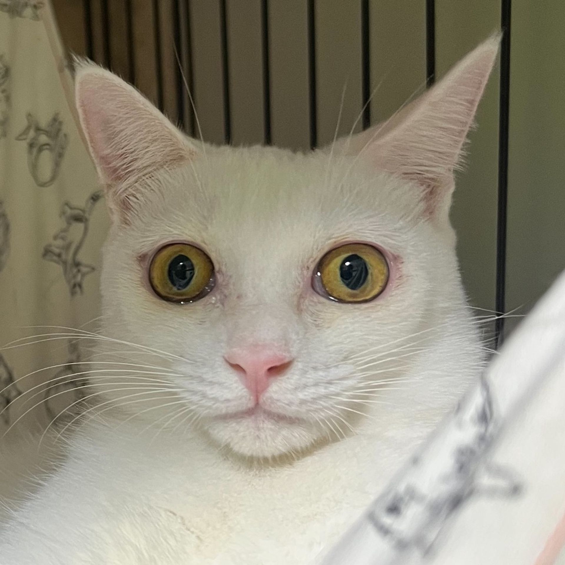 雑種（ミックス猫）・メスの里親募集の写真