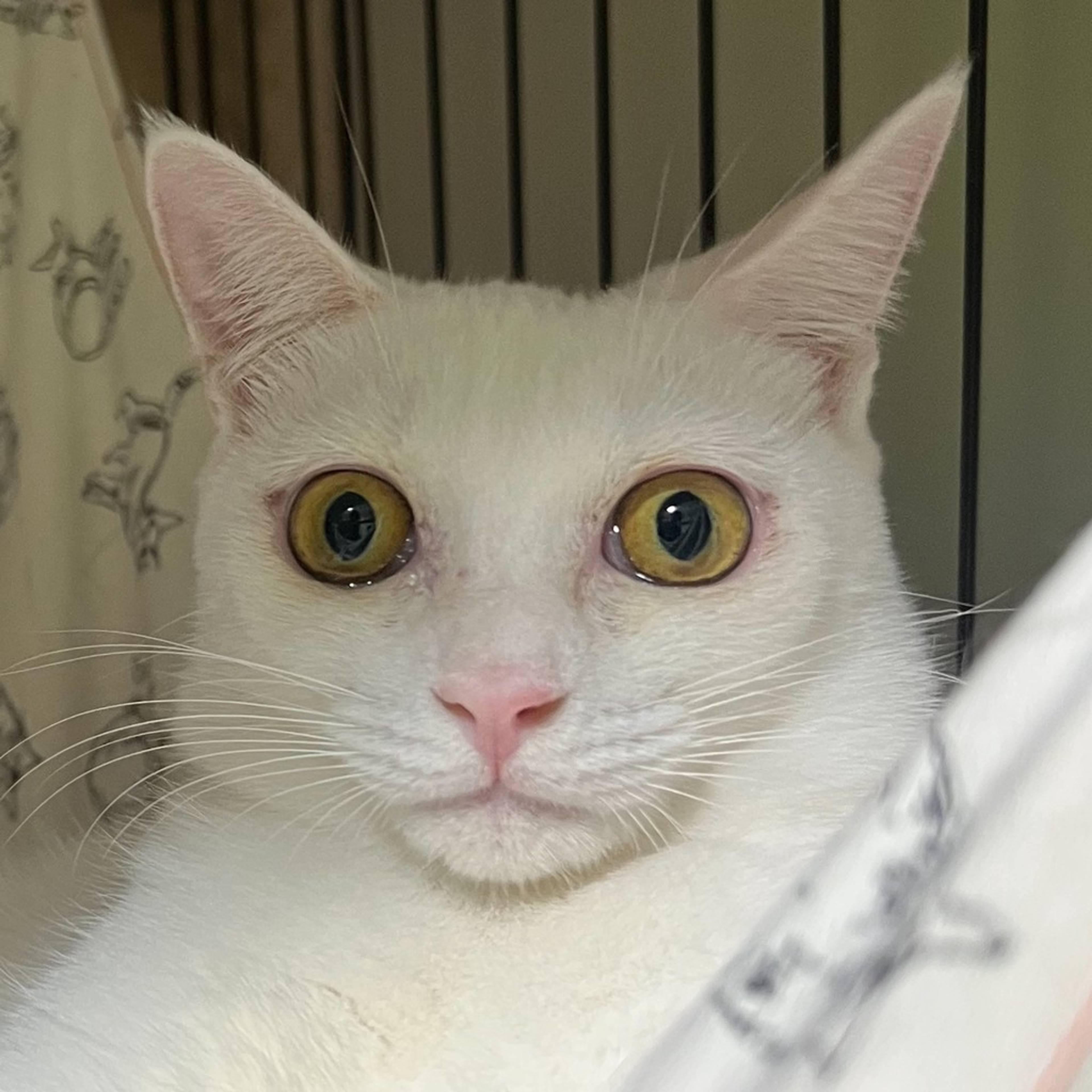 雑種（ミックス猫）・メスの里親募集の写真