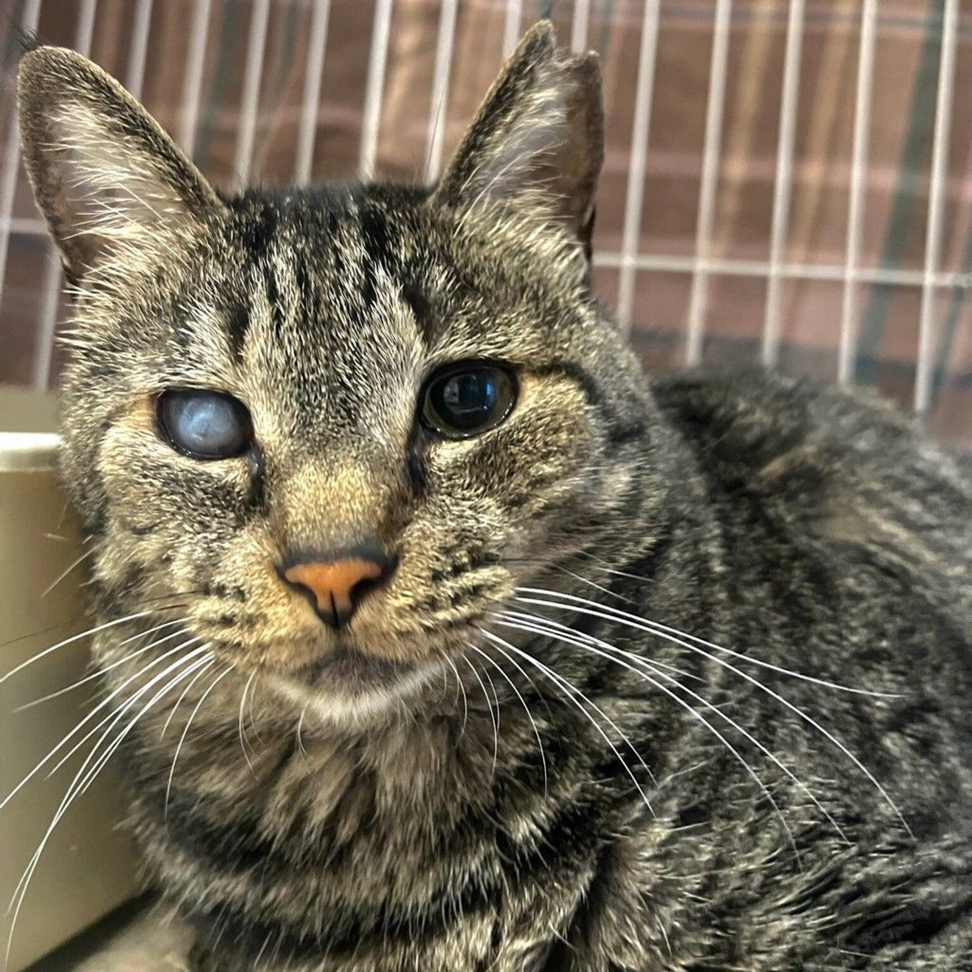 雑種（ミックス猫）・オスの里親募集の写真