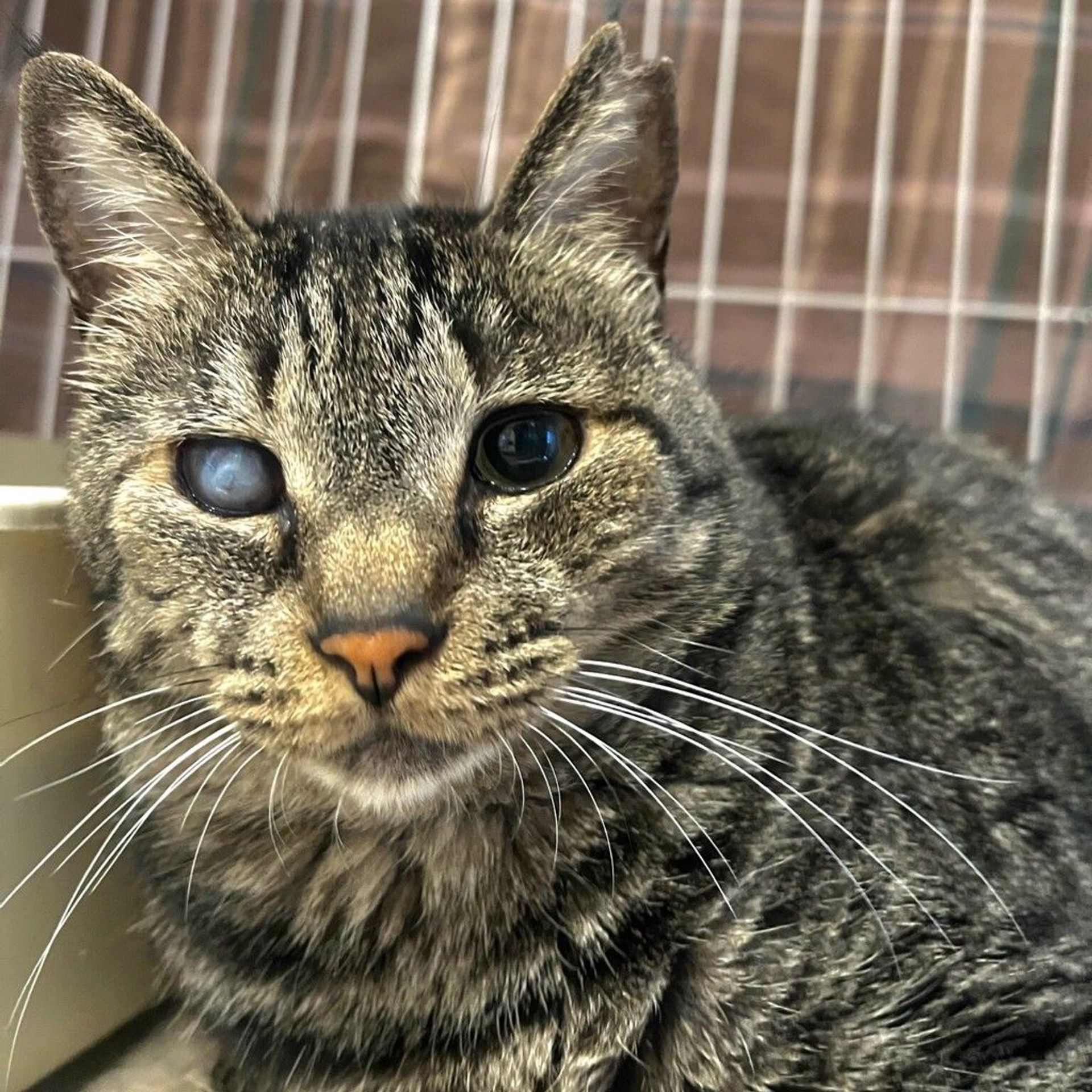 雑種（ミックス猫）・オスの里親募集の写真