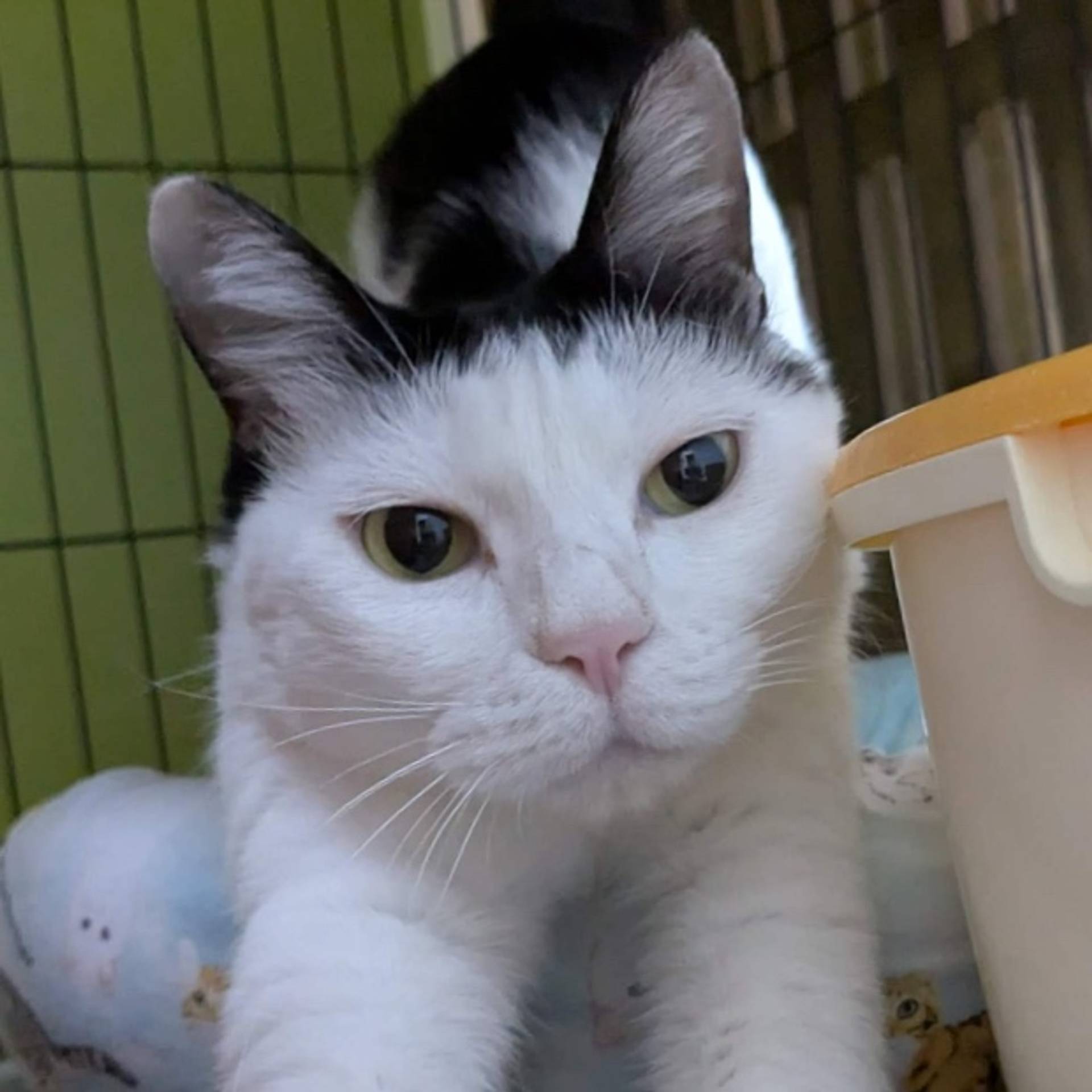雑種（ミックス猫）・メスの里親募集の写真