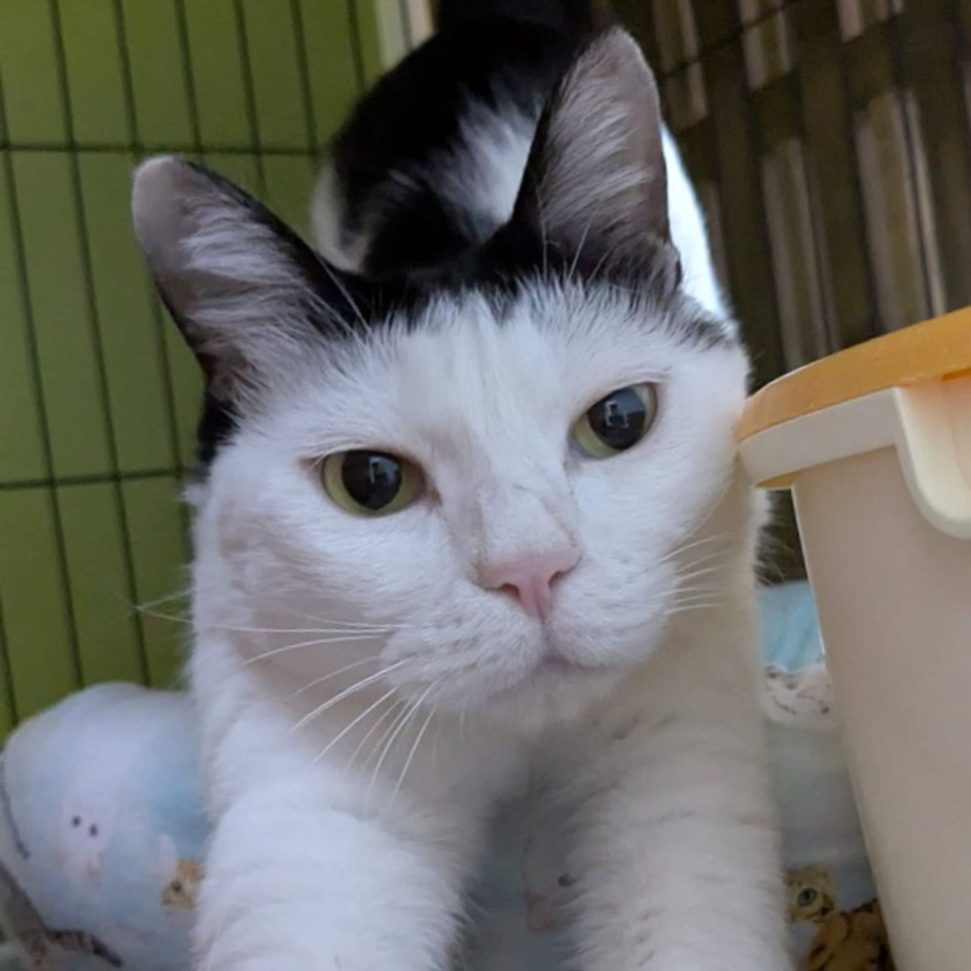 雑種（ミックス猫）・メスの里親募集の写真