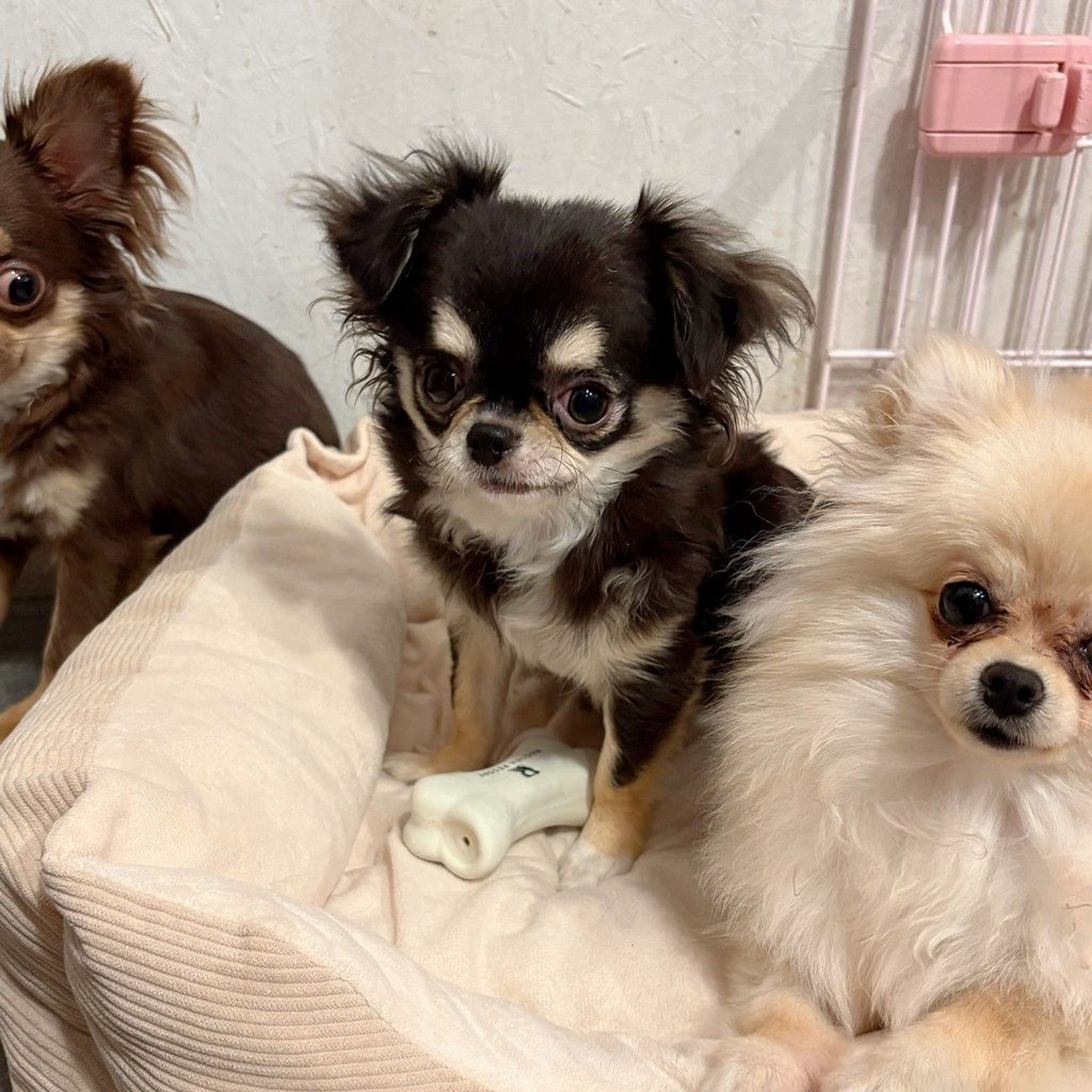 pet-image-3