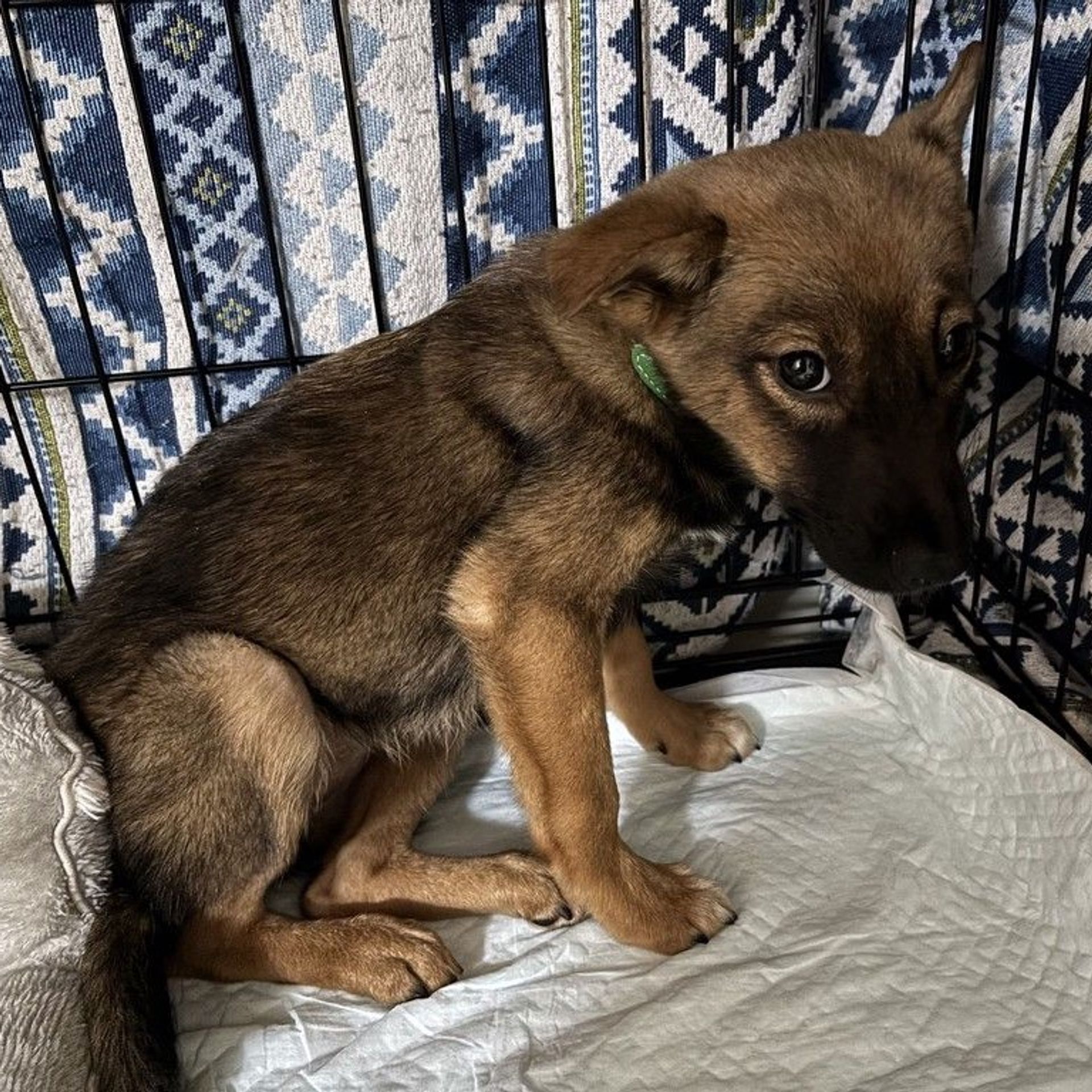 雑種（ミックス犬）・メスの里親募集の写真